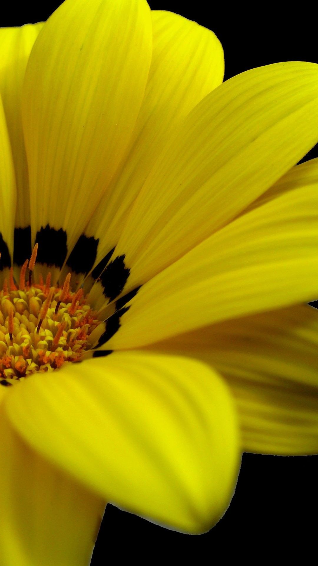 iPhone Yellow Flower Wallpapers Wallpaper Cave