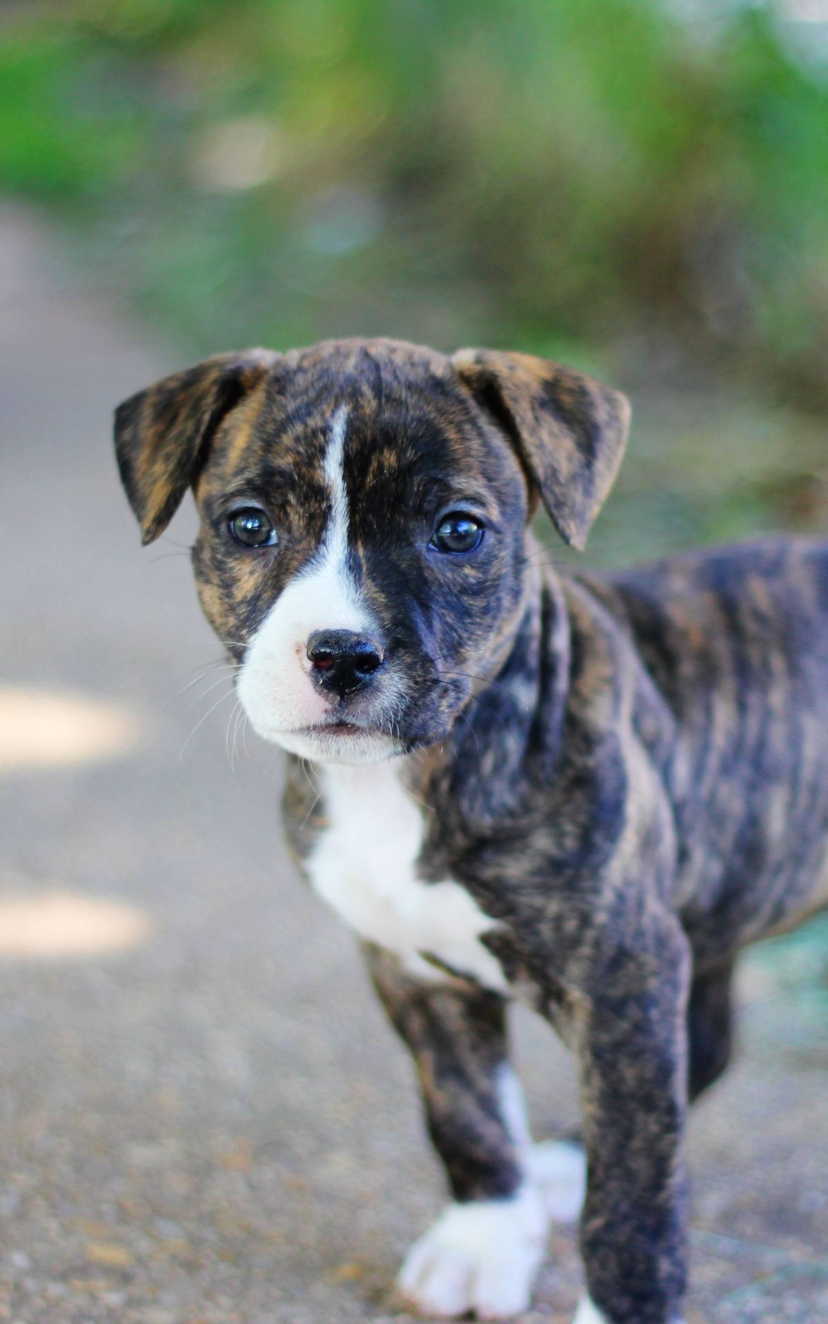 Pitbull Puppy Wallpapers Wallpaper Cave