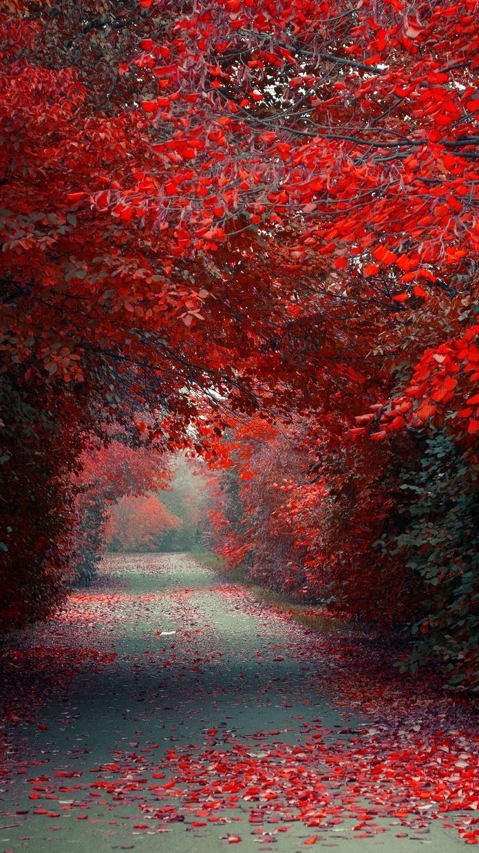 Red Autumn Wallpapers Wallpaper Cave