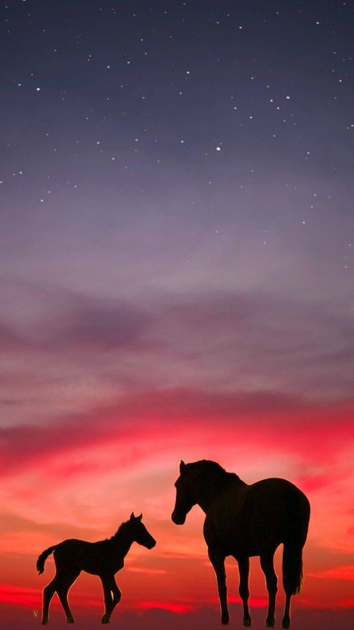 Horse Phone Sunset Wallpapers Wallpaper Cave