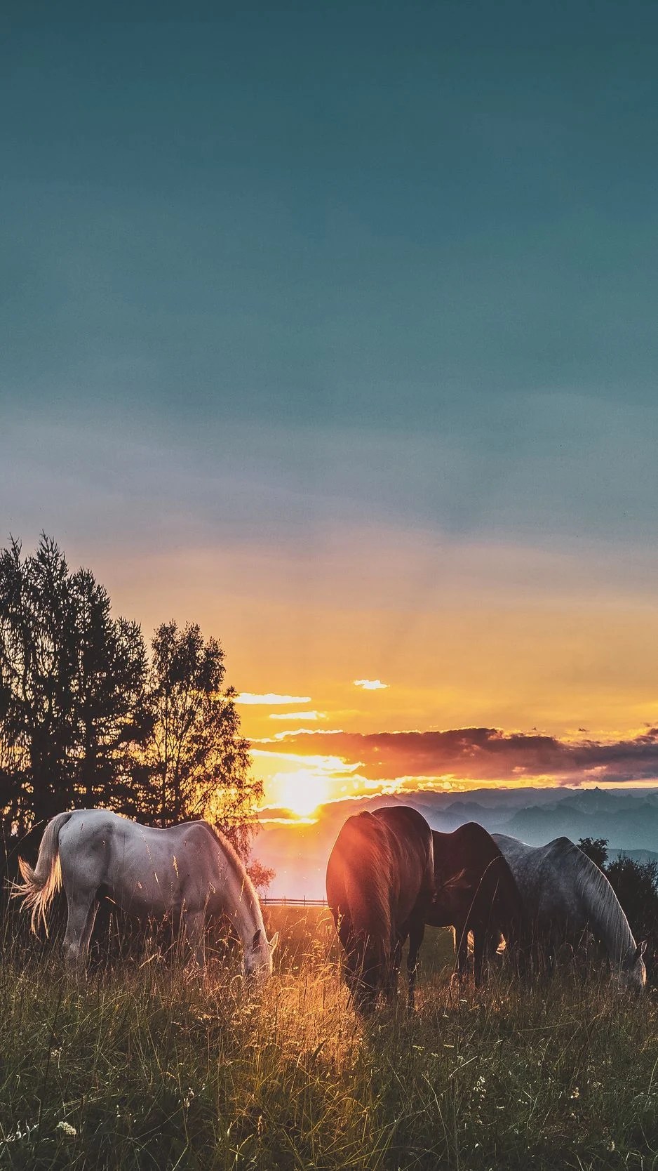 Horses In Sunset Wallpapers Wallpaper Cave