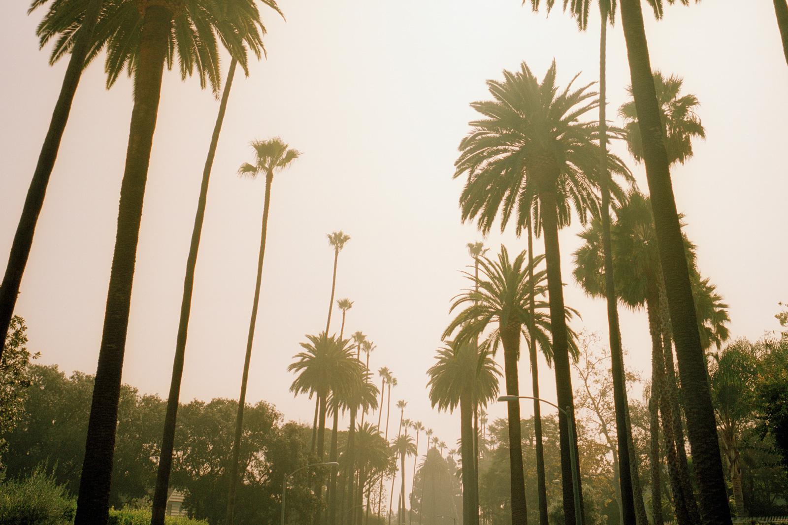 Retro Palm Tree HD Wallpapers Wallpaper Cave