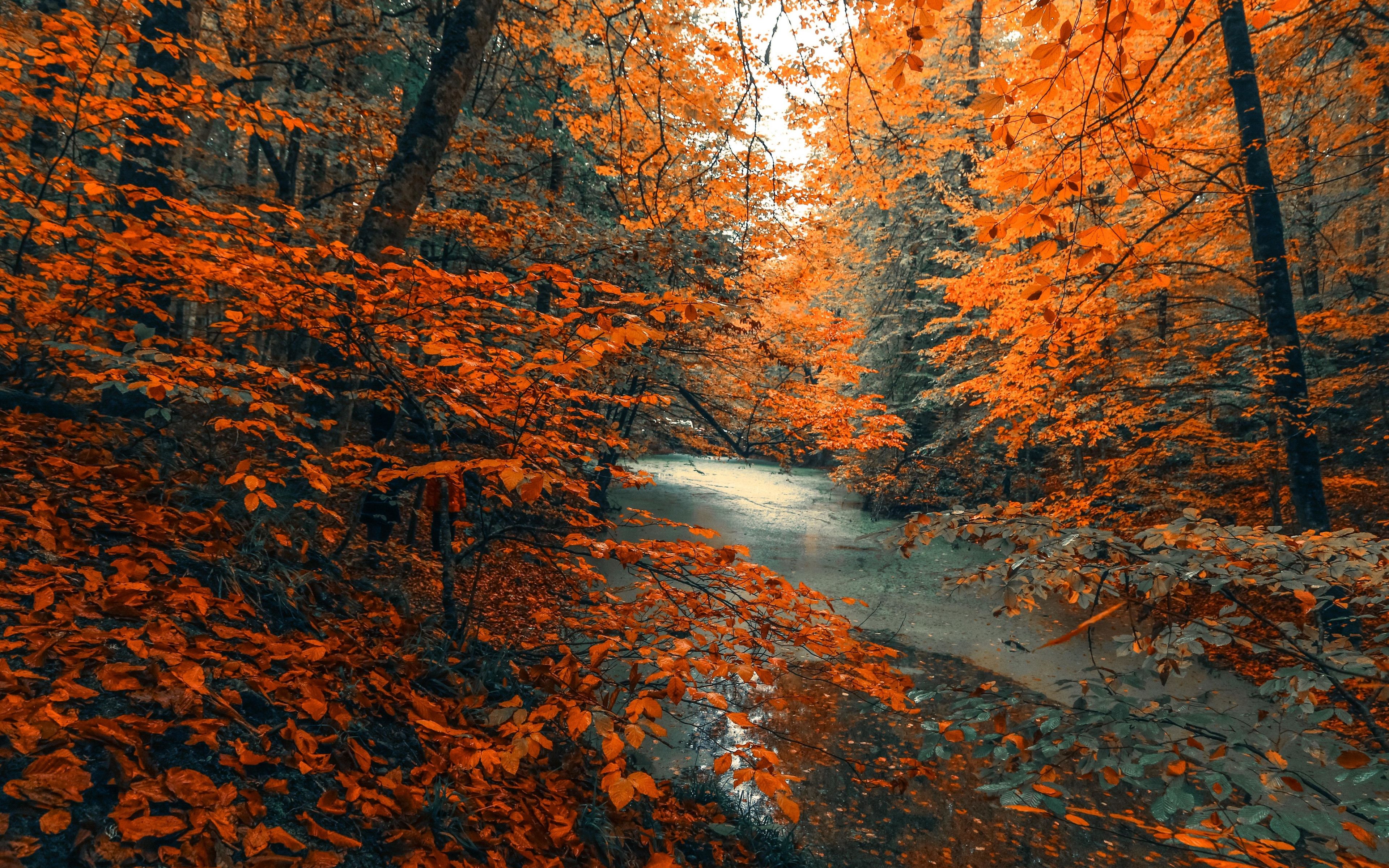 Autumn 4k Wallpapers Wallpaper Cave