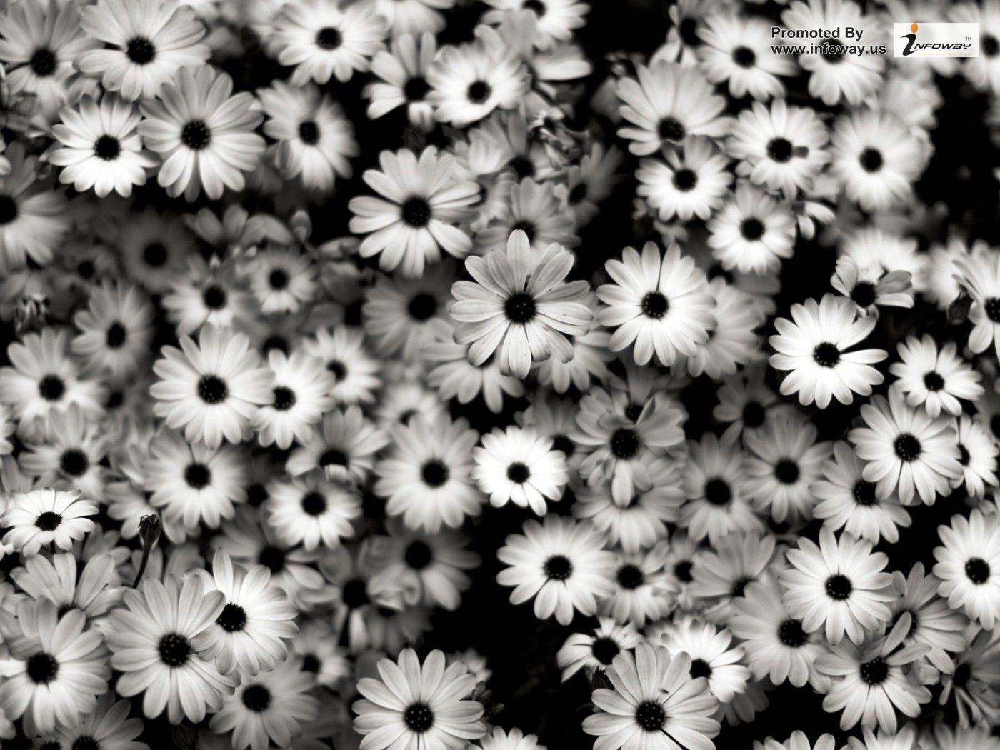 Black And White Flowers Wallpapers - Wallpaper Cave