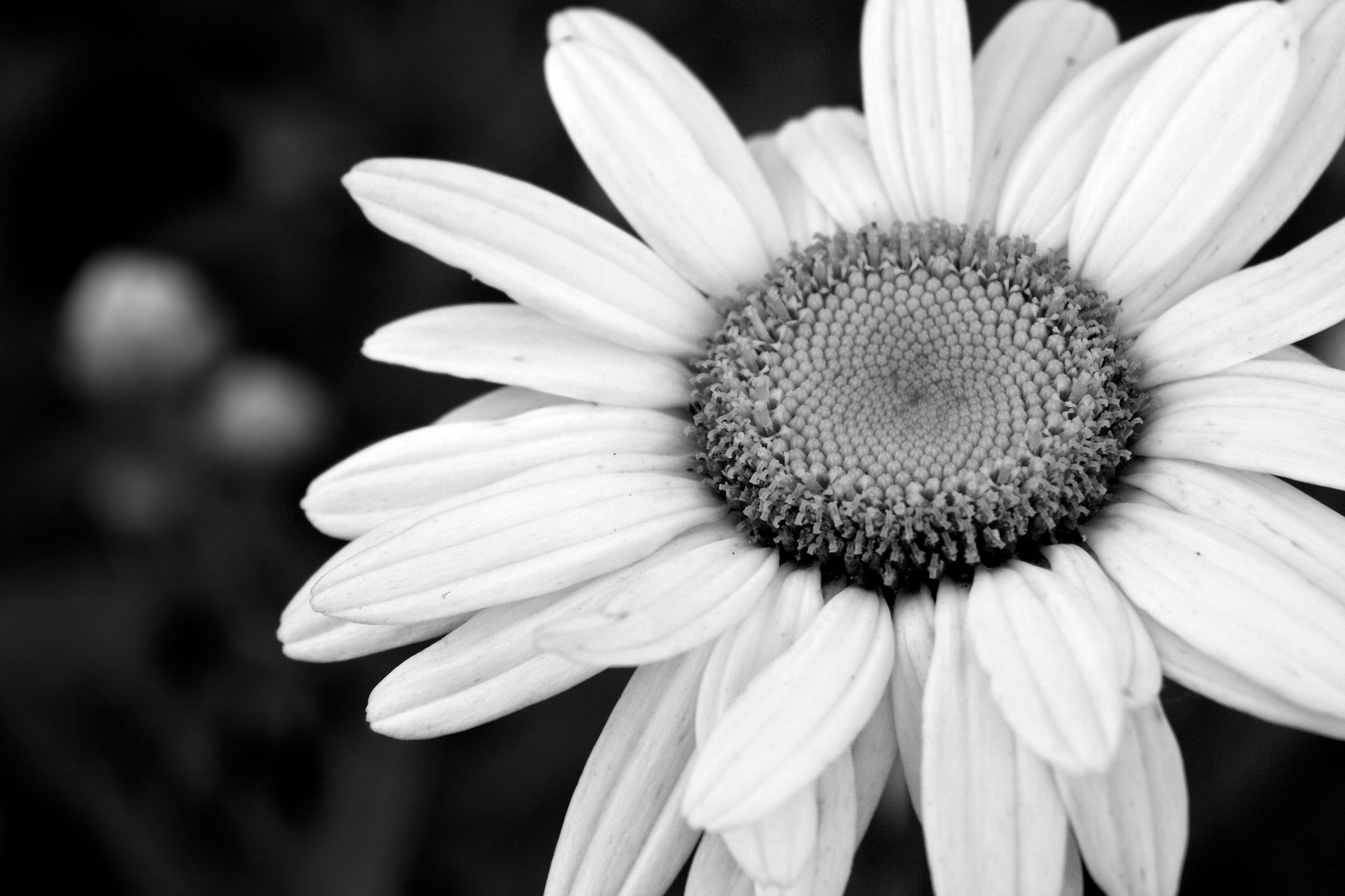 Black And White Flowers Wallpapers Wallpaper Cave