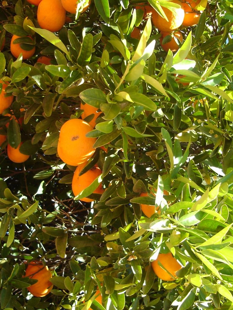 Orange Tree Wallpapers Wallpaper Cave