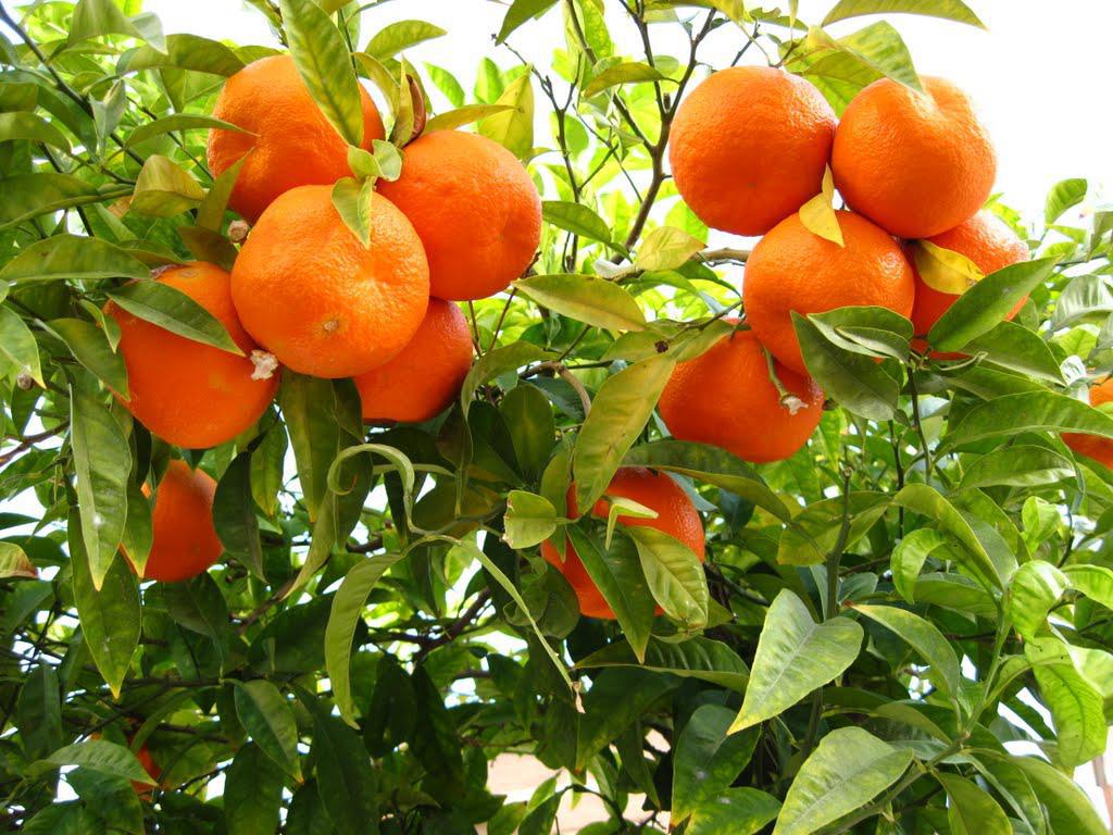 Orange Tree Wallpapers Wallpaper Cave