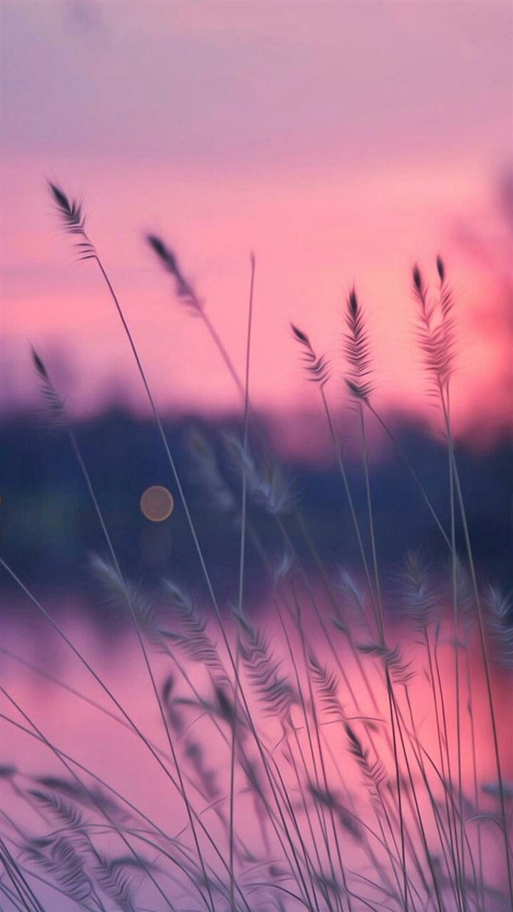 Nature In Pink Wallpapers Wallpaper Cave