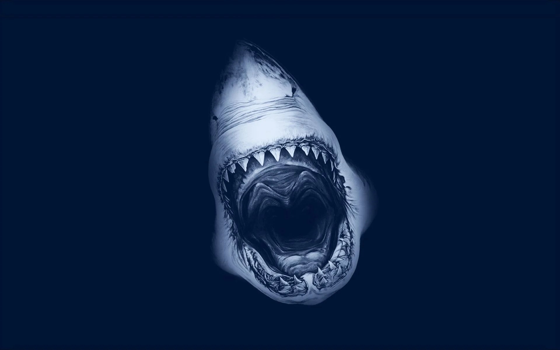 Shark Attack Wallpapers Wallpaper Cave