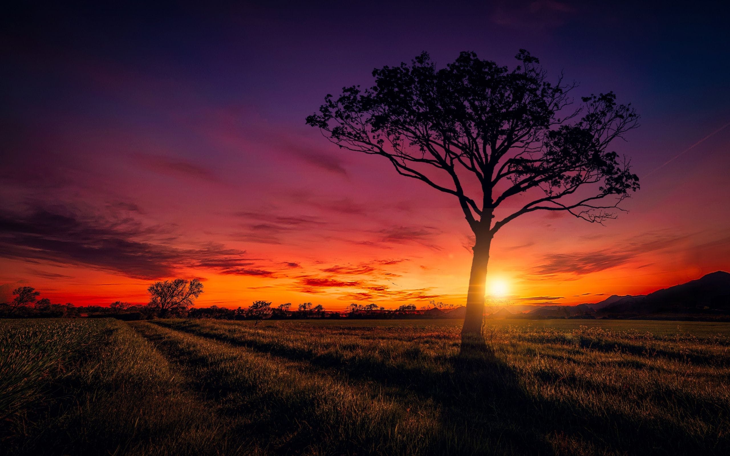 Tree In Sunset Wallpapers Wallpaper Cave
