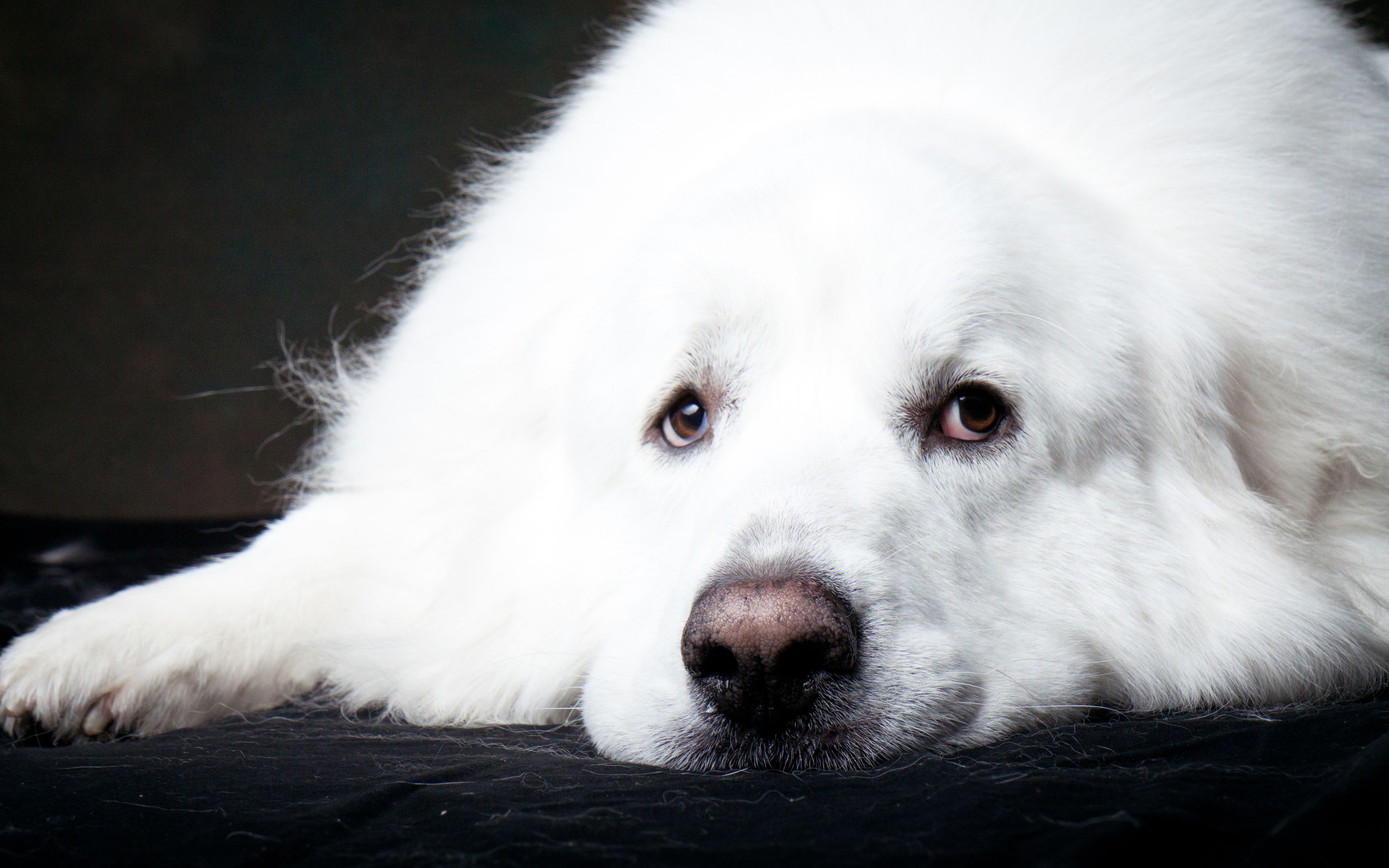 Great Pyrenees Wallpapers Wallpaper Cave