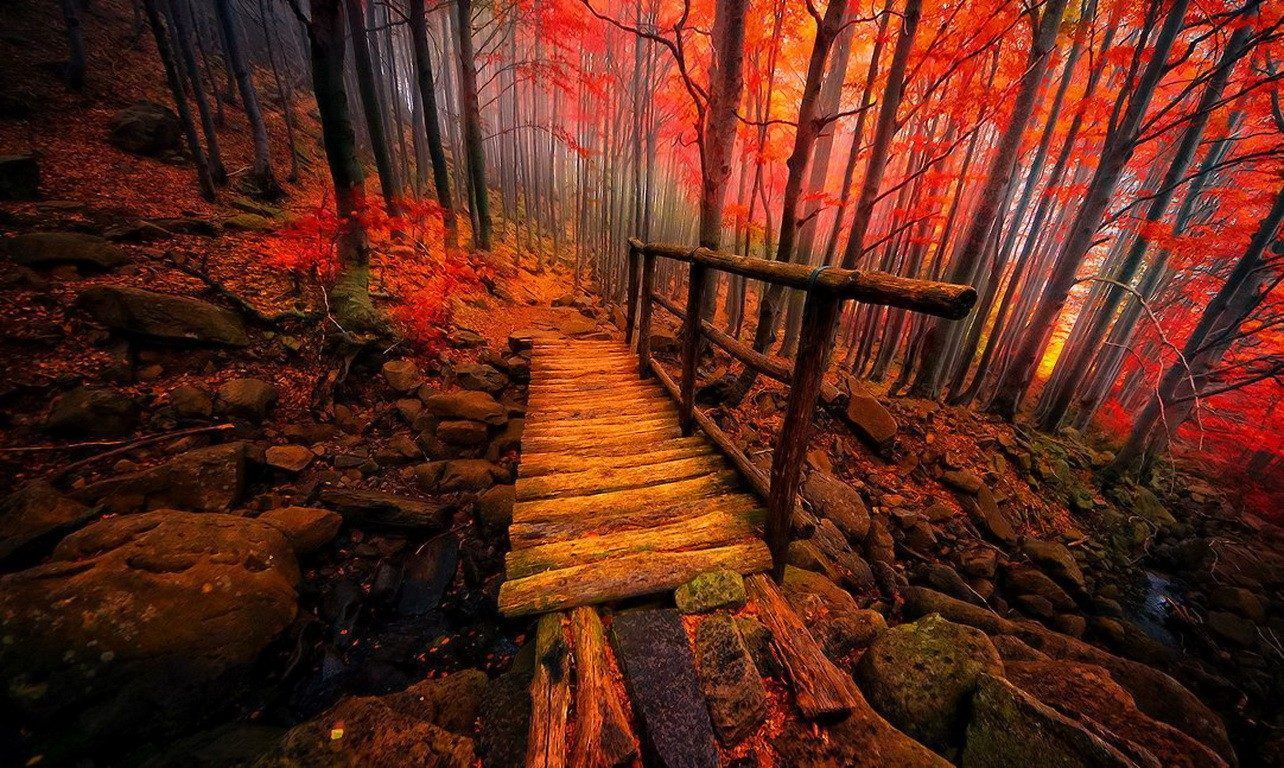 Fantasy Autumn Forest Wallpapers Wallpaper Cave