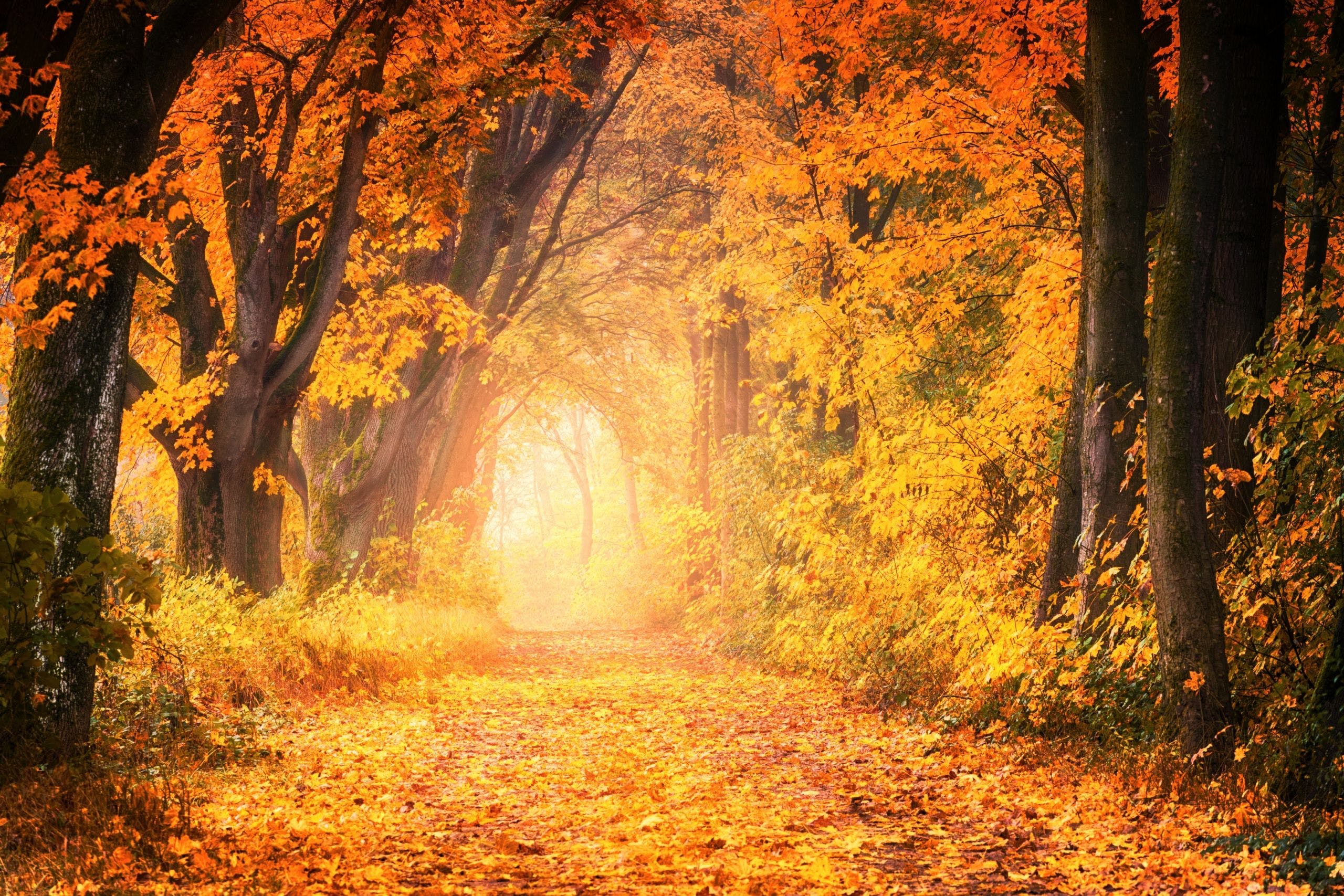 UHD Autumn Wallpapers Wallpaper Cave