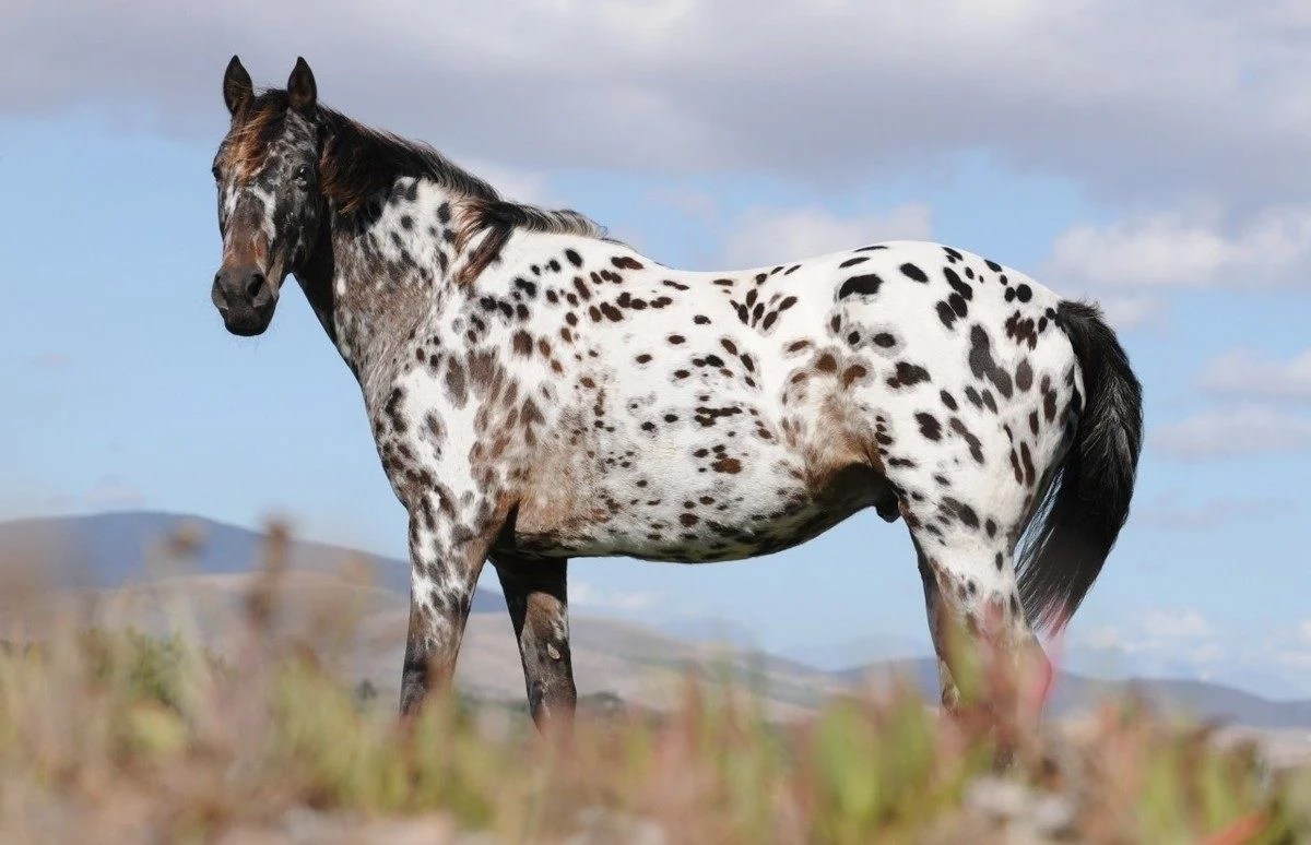Black And White Appaloosa Wallpapers