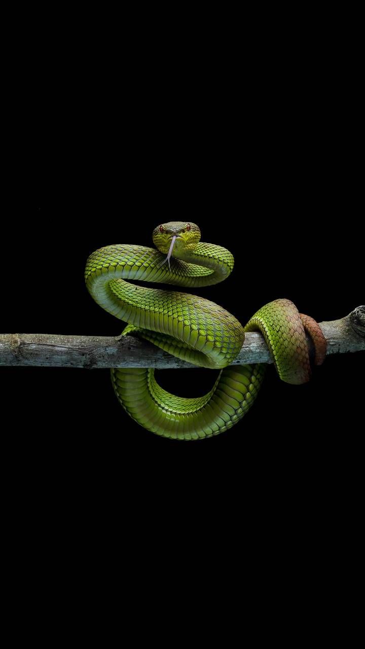 Green Snake Wallpapers Wallpaper Cave