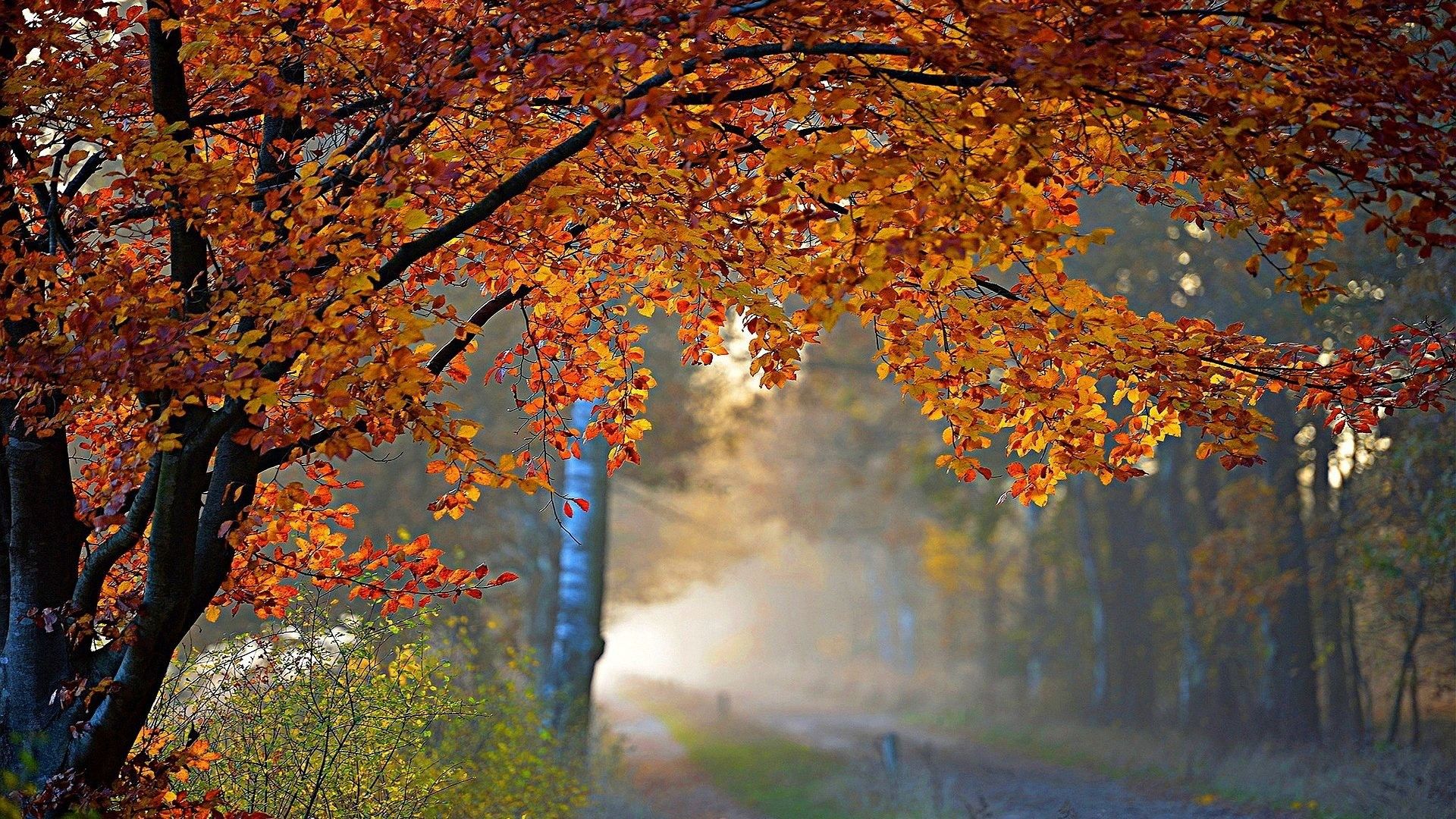 Rainy Days In Autumn Wallpapers Wallpaper Cave
