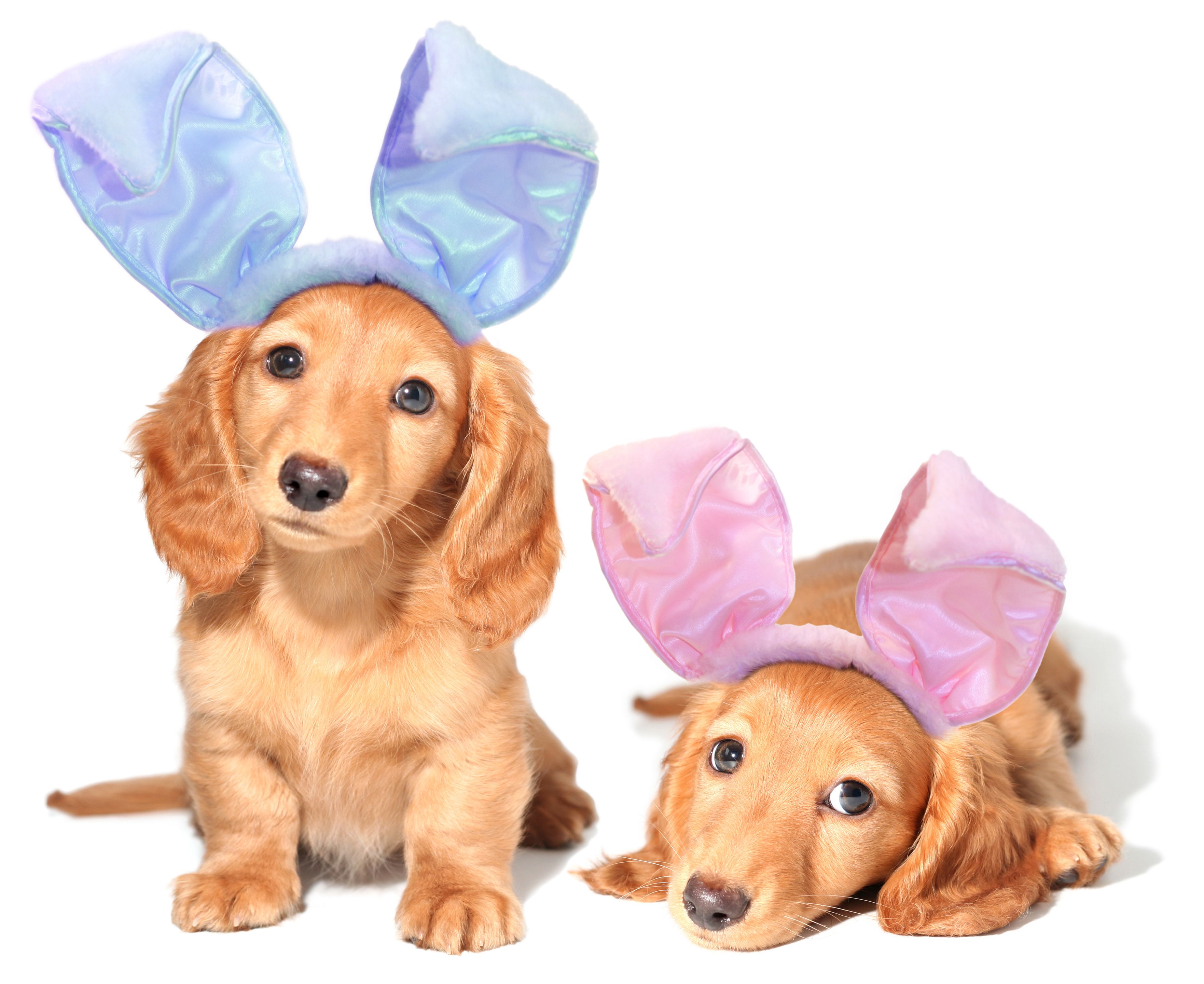 Easter Dogs Wallpapers Wallpaper Cave