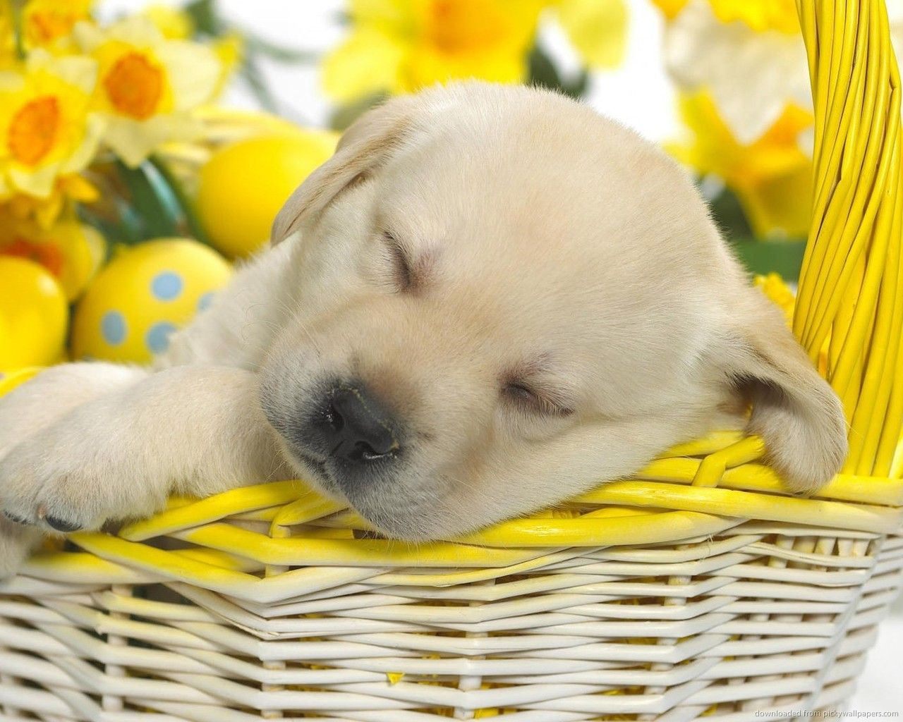 Easter Cat And Dogs Wallpapers Wallpaper Cave