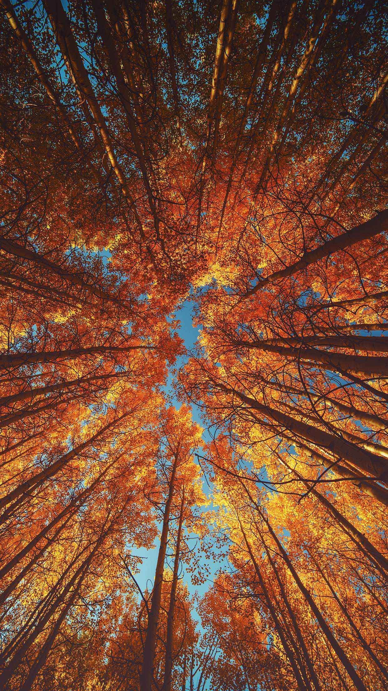 Autumn iPhone X Wallpapers Wallpaper Cave