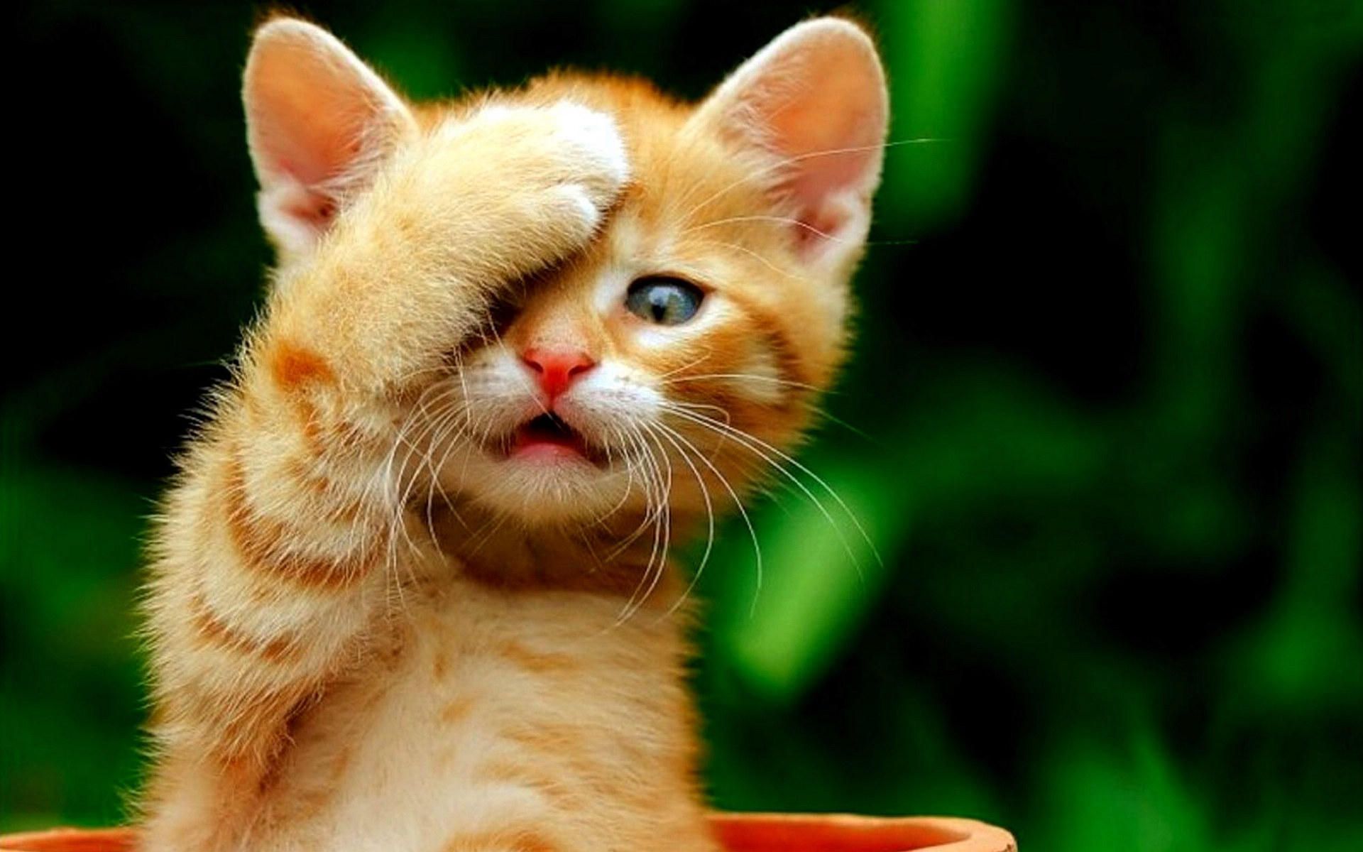 Silly Cats Wallpapers Wallpaper Cave