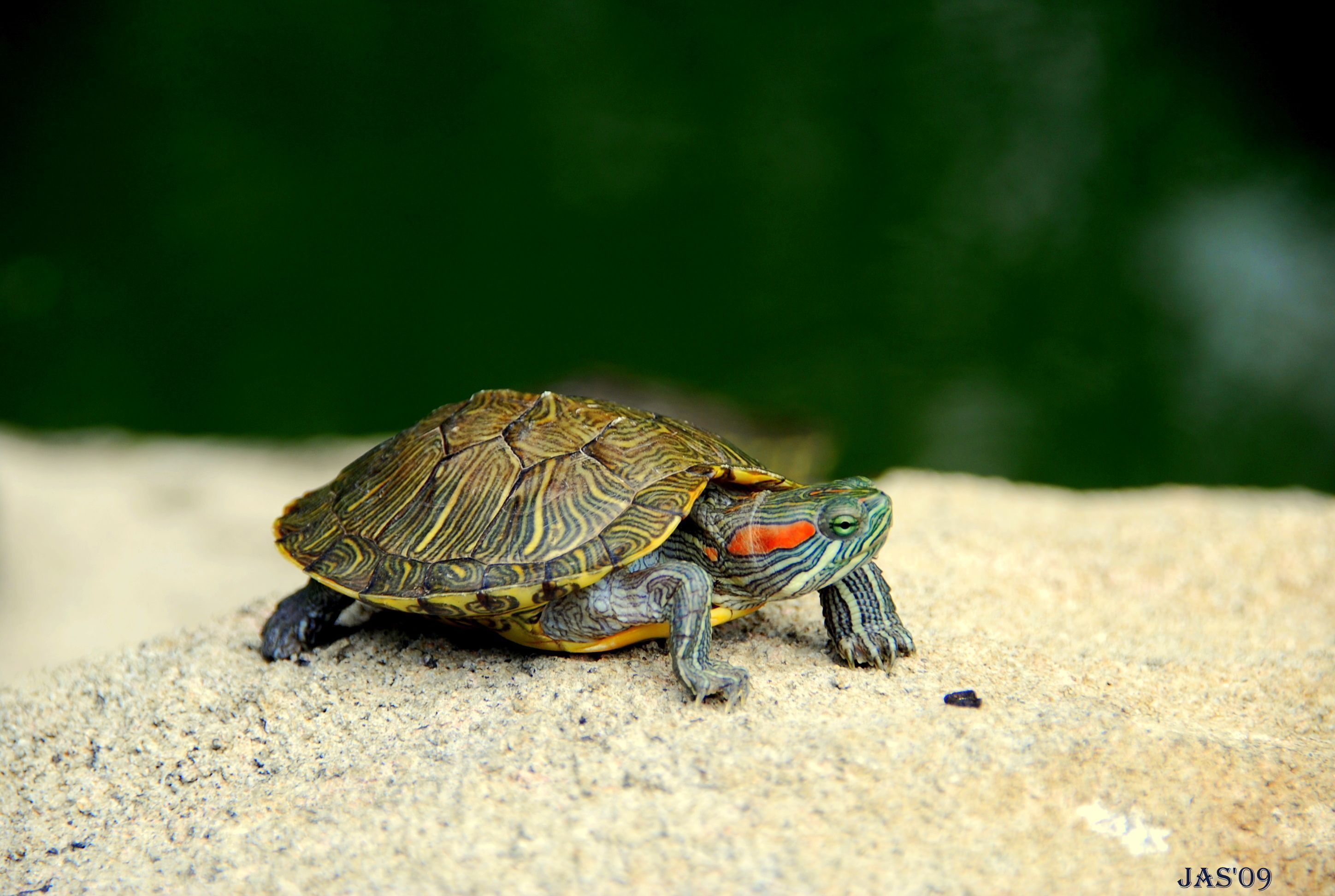 Funny Turtle Wallpapers Wallpaper Cave