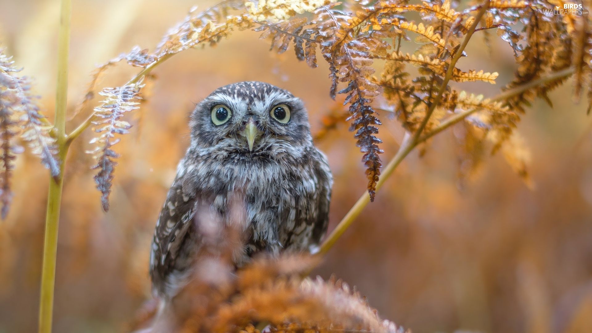 Autumn Owl Wallpapers Wallpaper Cave