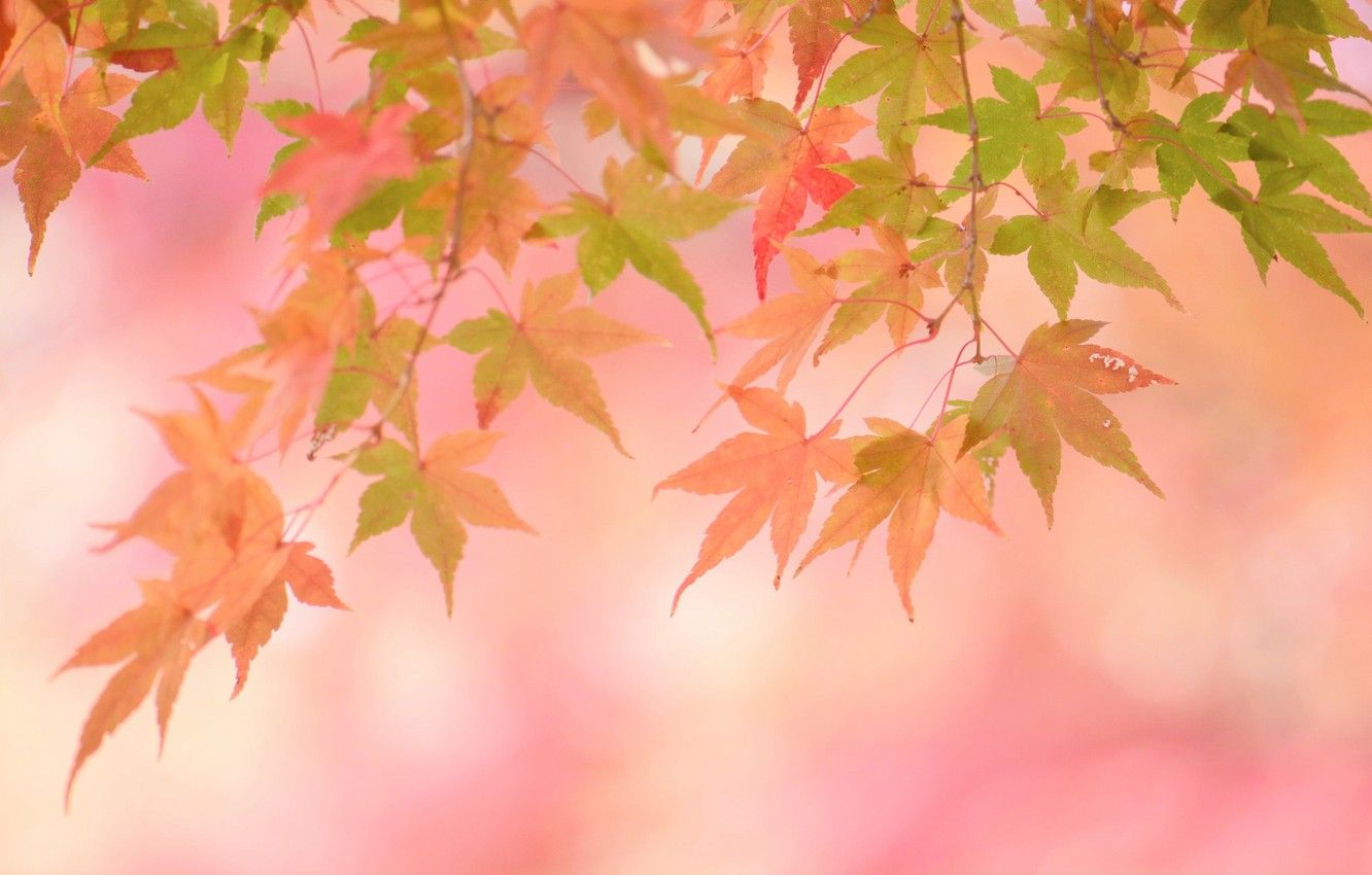 Autumn Leaves Pink Colour Wallpapers Wallpaper Cave