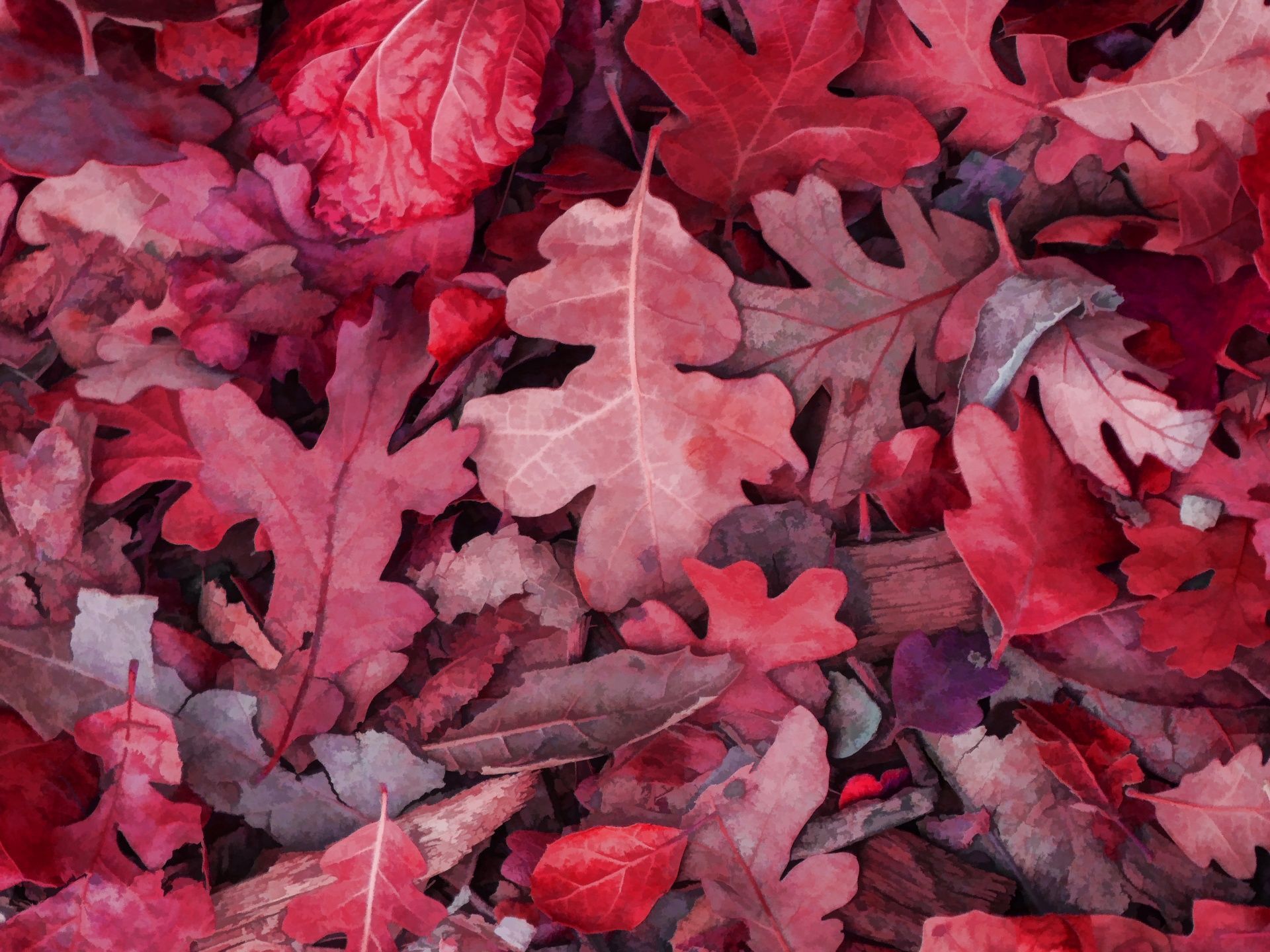 Autumn Leaves Pink Colour Wallpapers Wallpaper Cave