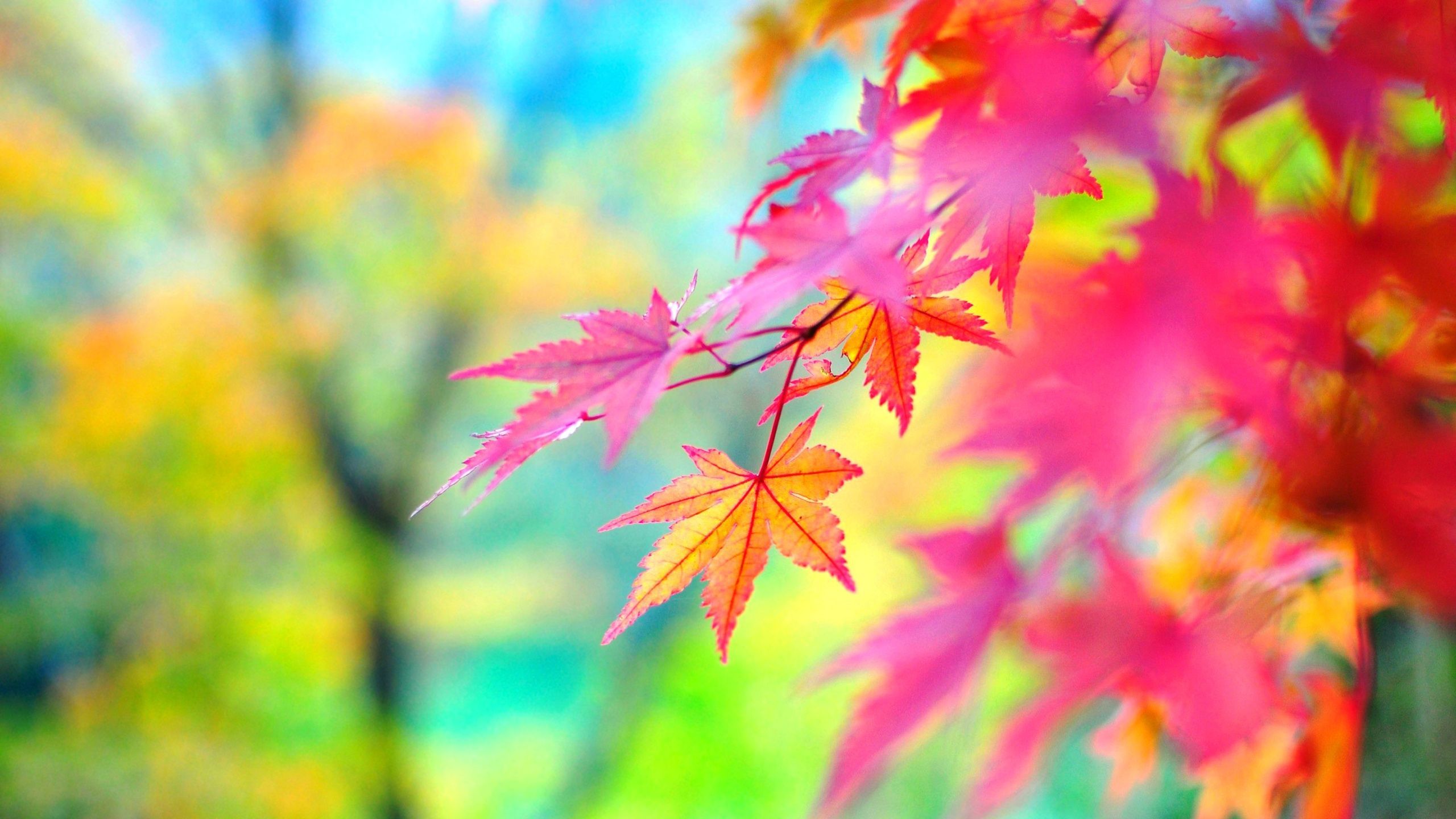 Autumn Leaves Pink Colour Wallpapers Wallpaper Cave