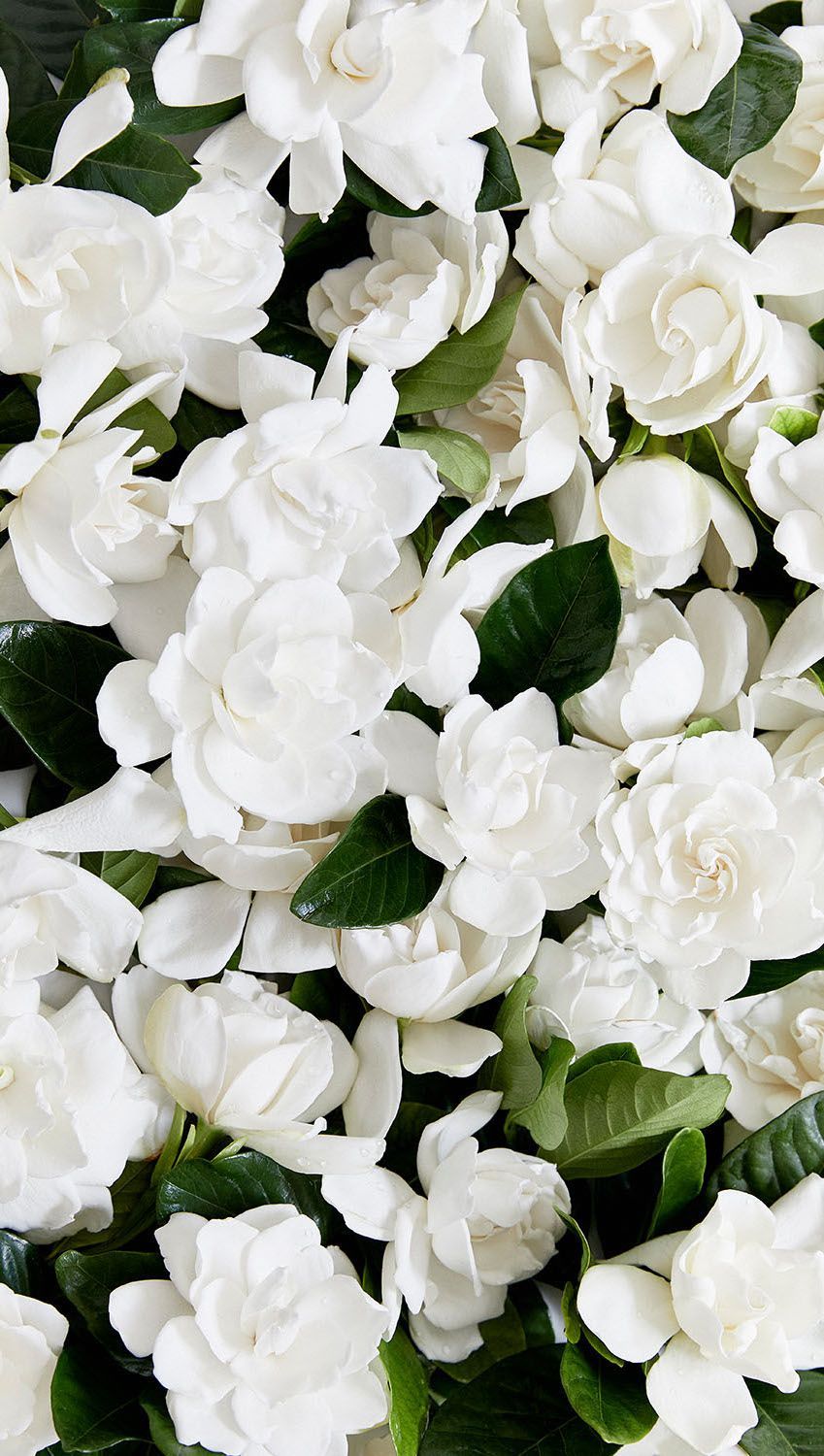 Gardenia Wallpapers Wallpaper Cave