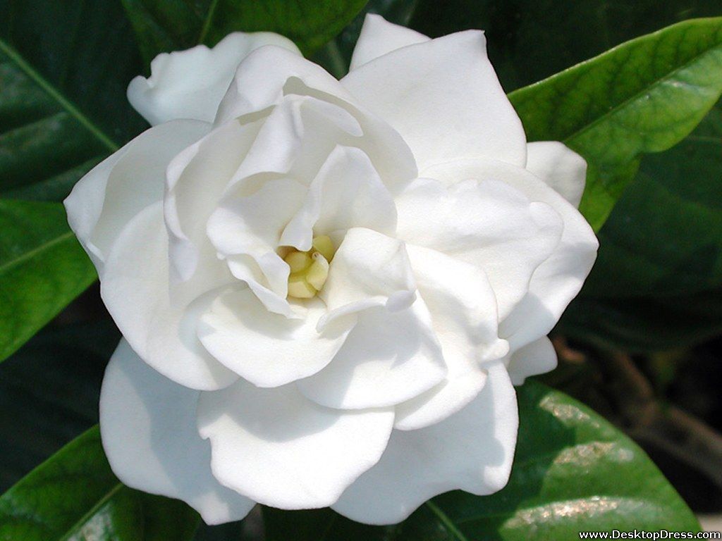 Gardenia Wallpapers Wallpaper Cave