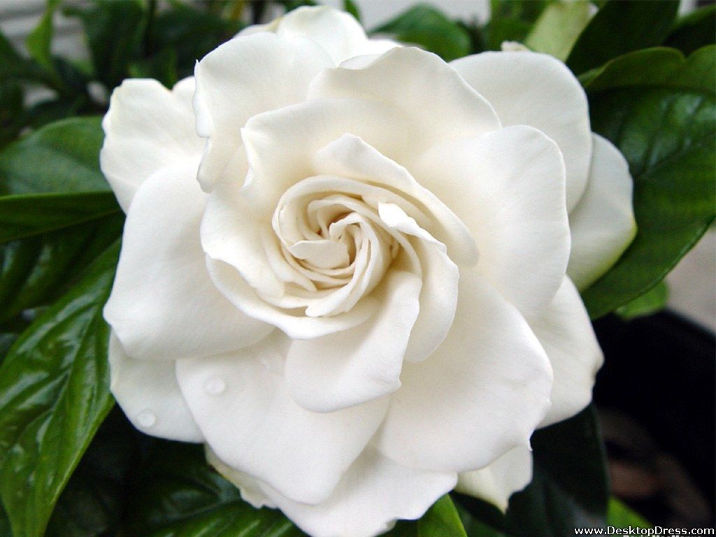 Gardenia Wallpapers Wallpaper Cave