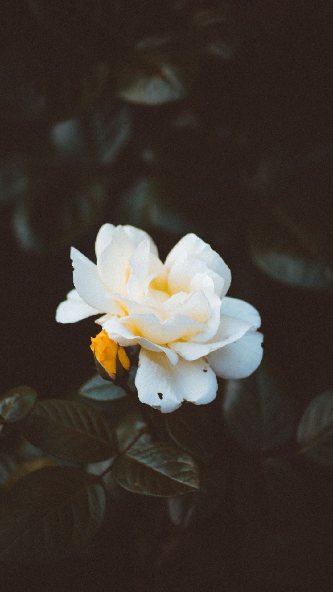 Gardenia Wallpapers Wallpaper Cave