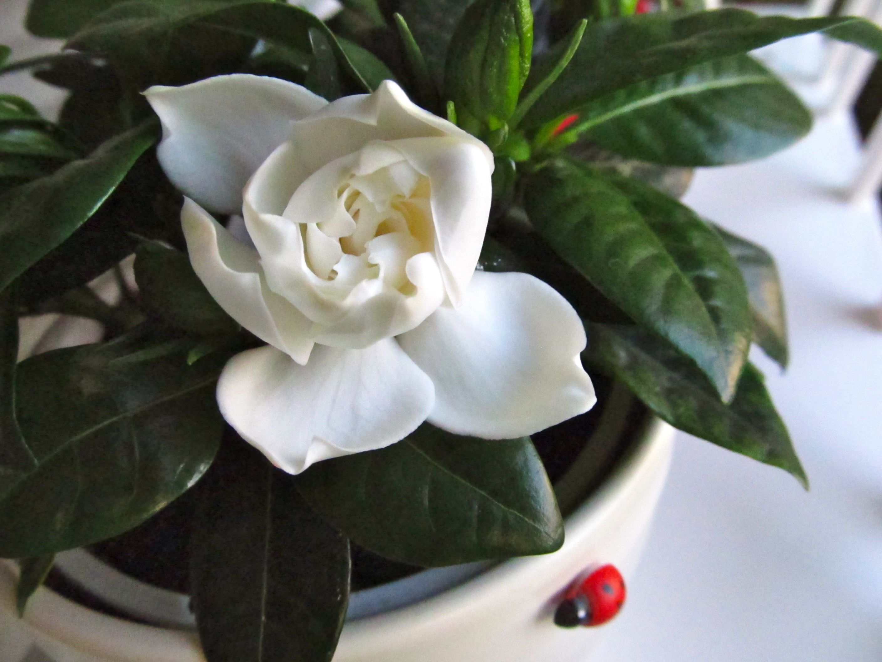 Gardenia Wallpapers Wallpaper Cave