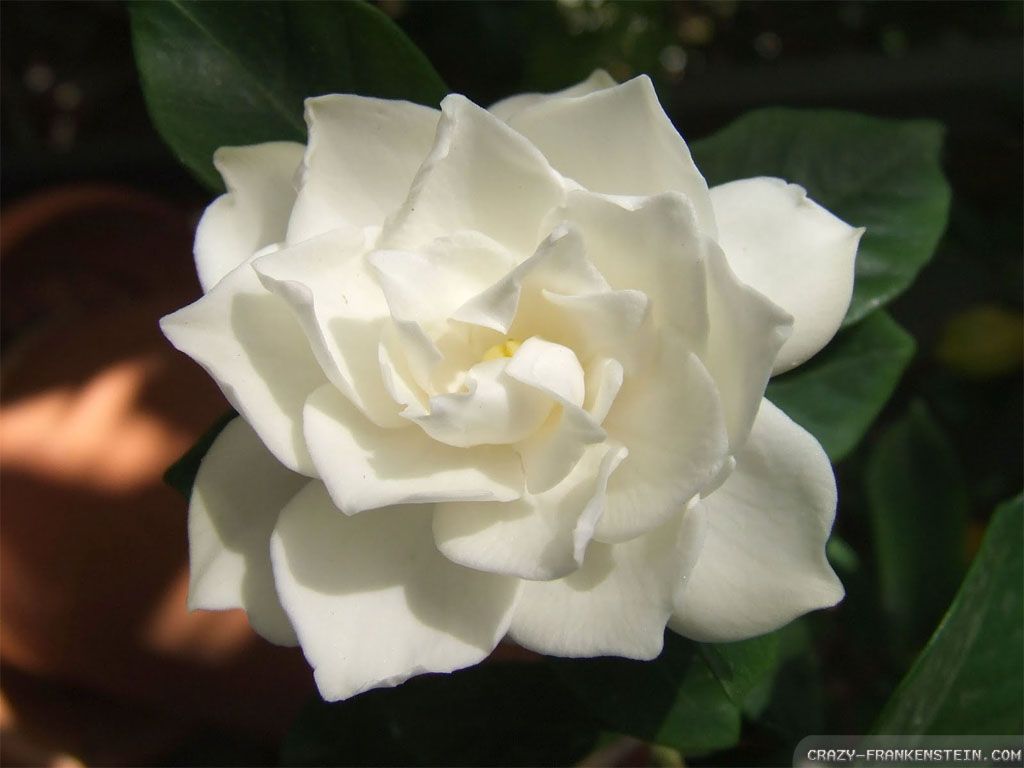 Gardenia Wallpapers Wallpaper Cave