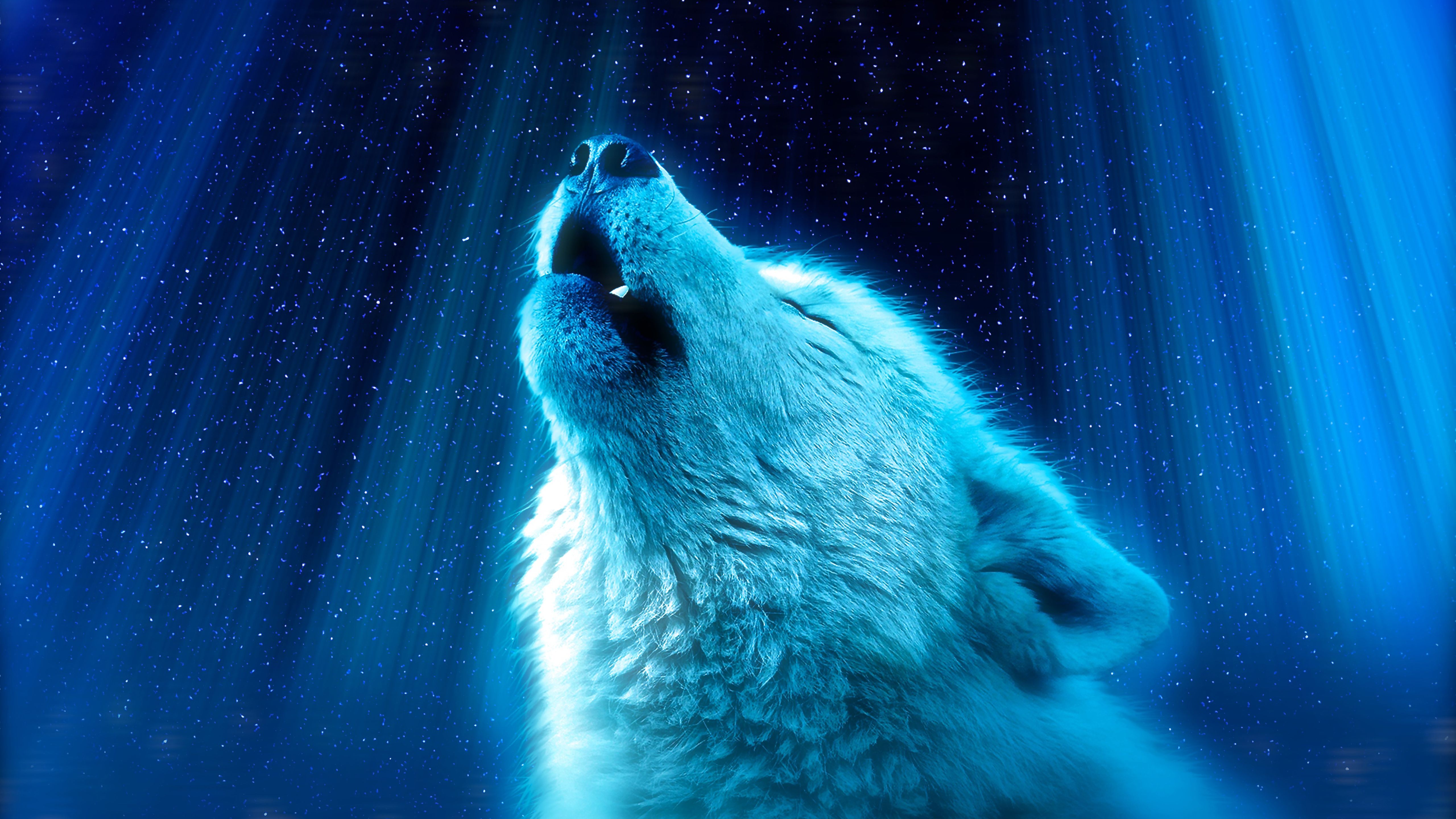 Wolf Ultra HD Wallpapers Wallpaper Cave