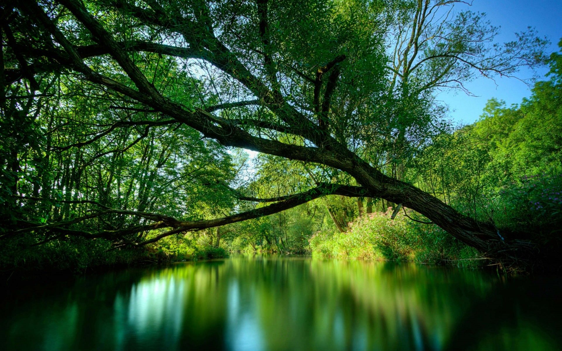 Willow Tree Wallpapers Wallpaper Cave