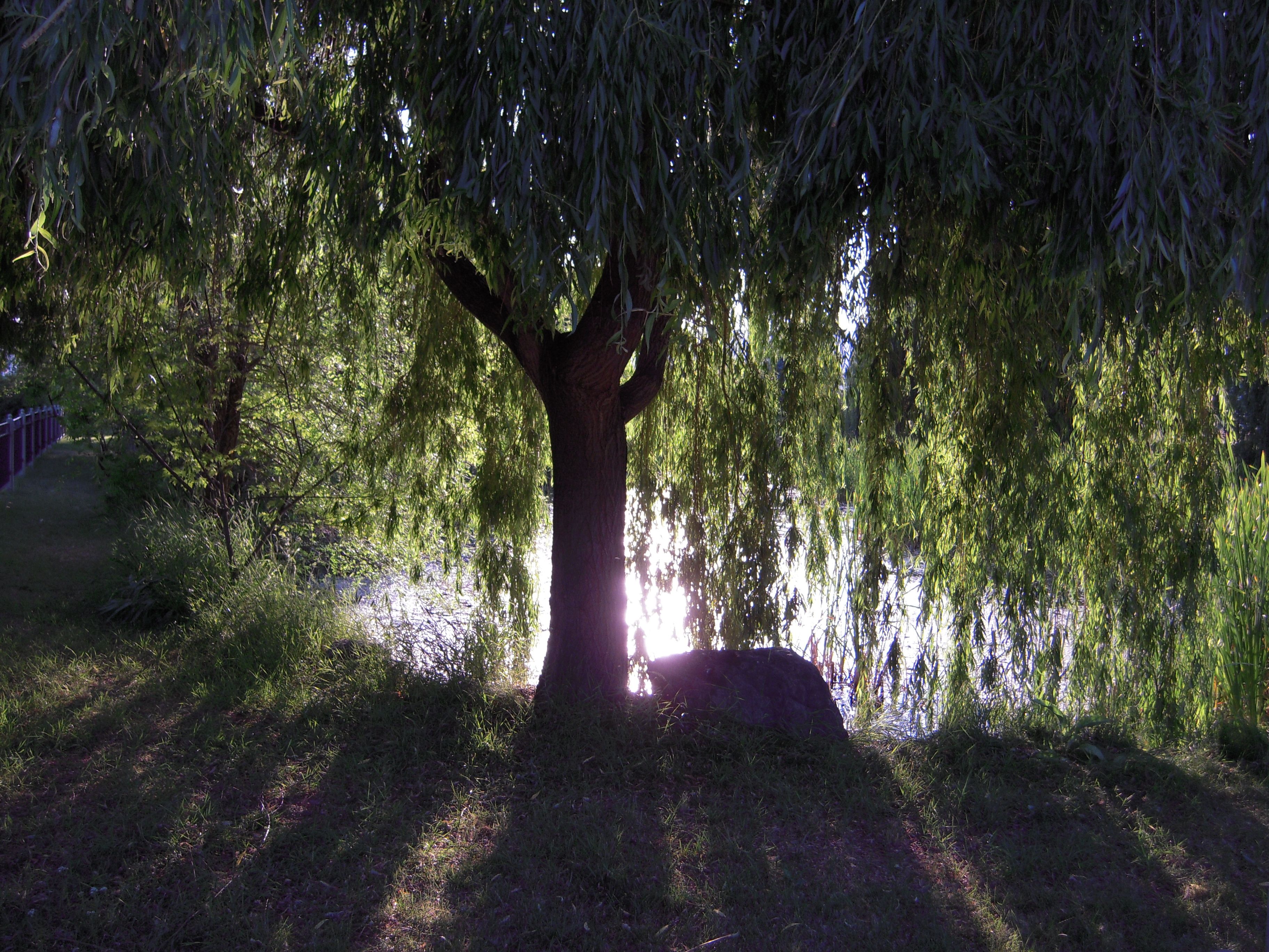 Willow Tree Wallpapers Wallpaper Cave