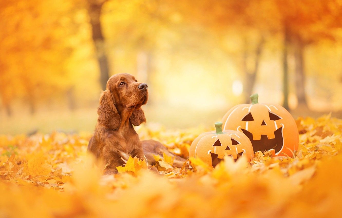 Halloween Puppy Wallpapers Wallpaper Cave