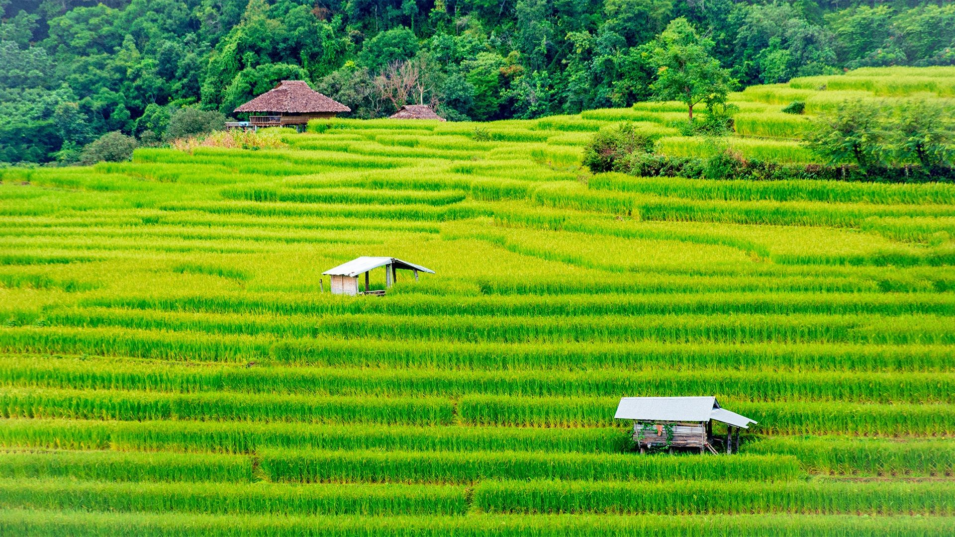 Rice Farm Wallpapers Wallpaper Cave