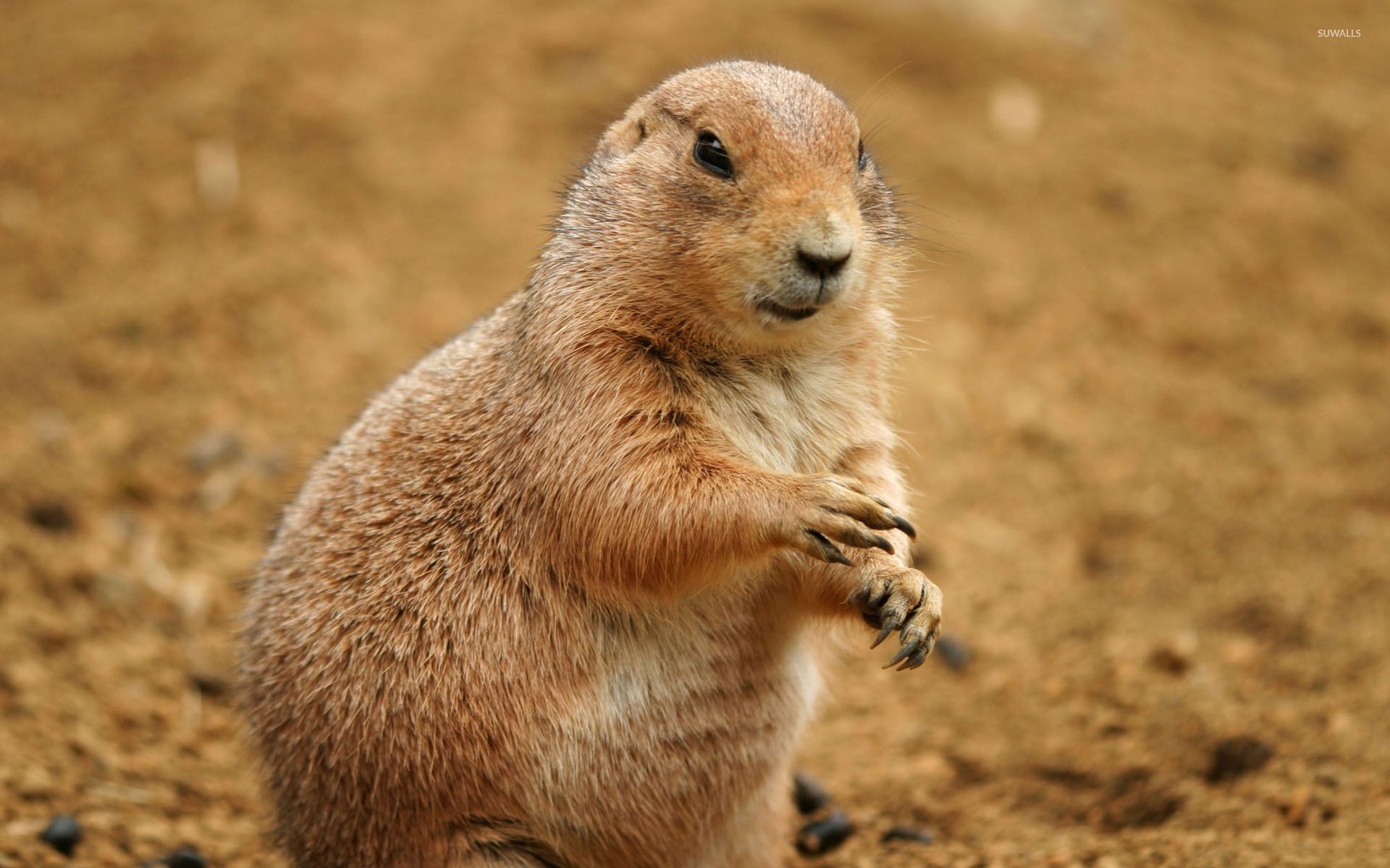 Prairie Dog Wallpapers Wallpaper Cave