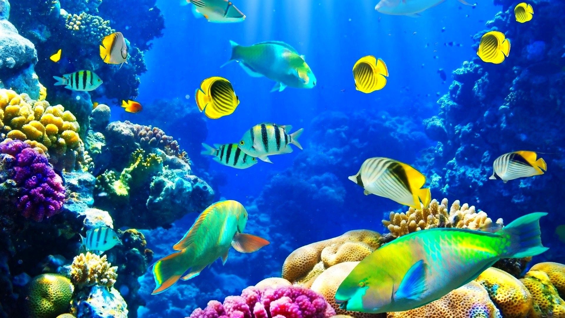 Aquatic Life Wallpapers Wallpaper Cave
