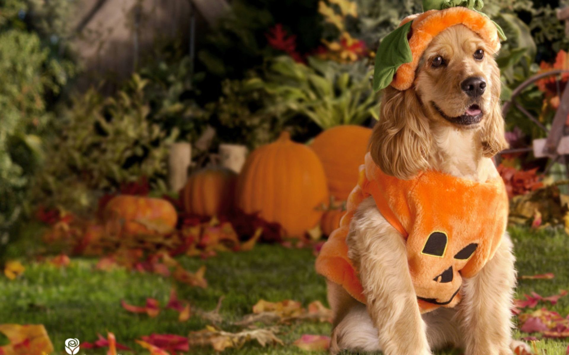 Halloween Puppies And Kittens Wallpapers Wallpaper Cave
