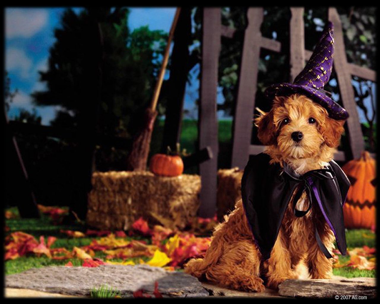 Cute Halloween Puppies Wallpapers Wallpaper Cave
