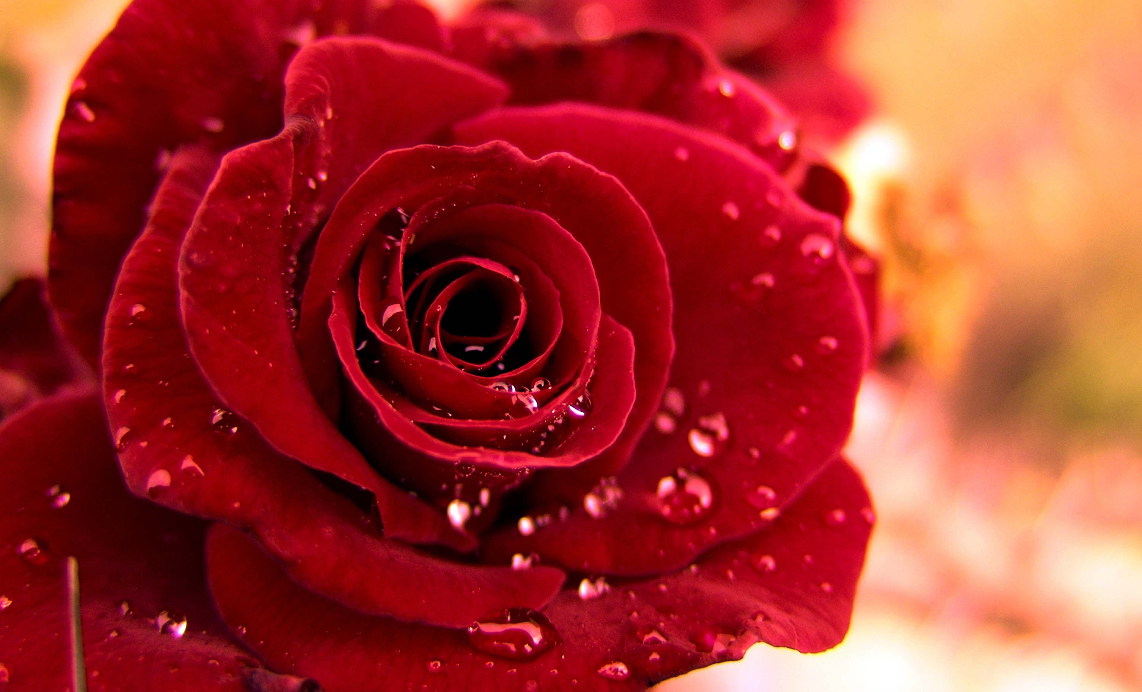 The Water Drops Rose Wallpapers Wallpaper Cave