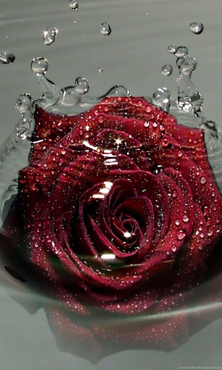 The Water Drops Rose Wallpapers Wallpaper Cave