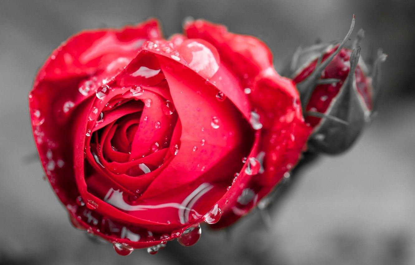 The Water Drops Rose Wallpapers Wallpaper Cave