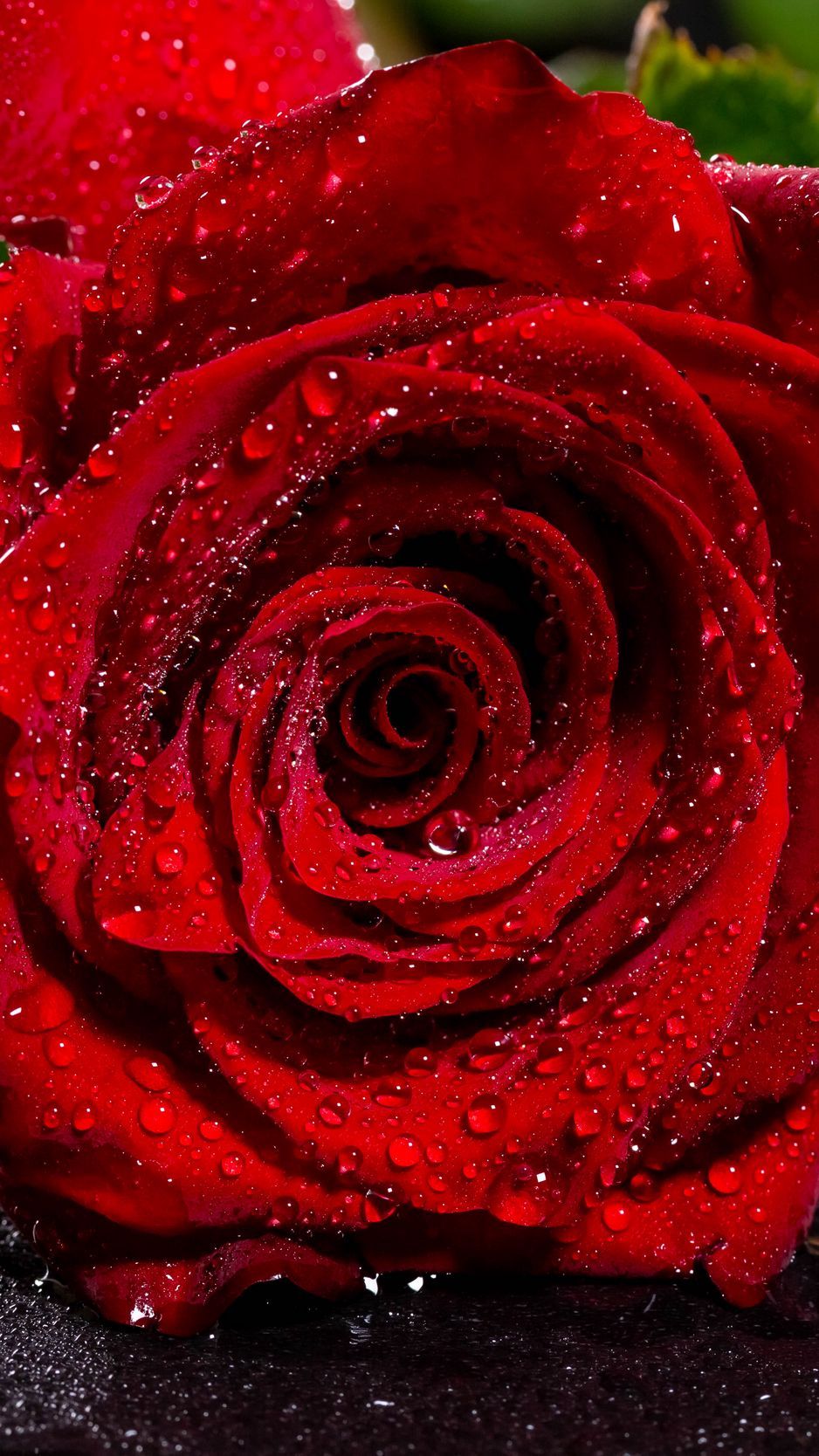 The Water Drops Rose Wallpapers Wallpaper Cave