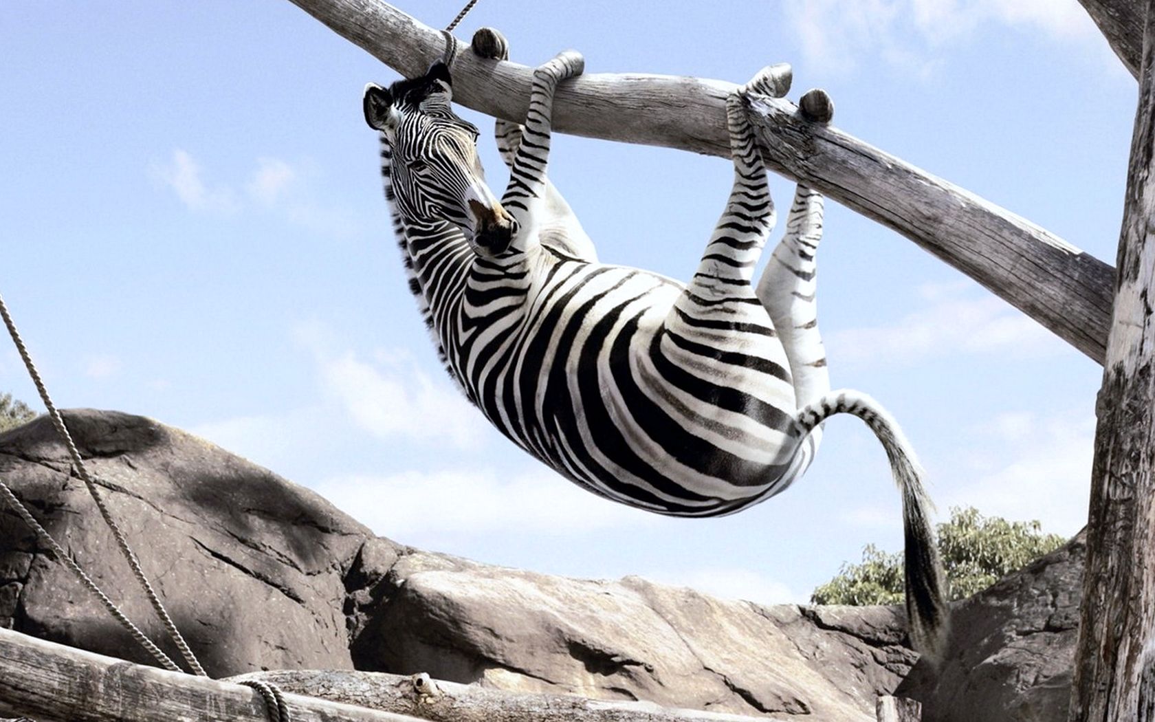 Funny Zebra Wallpapers Wallpaper Cave