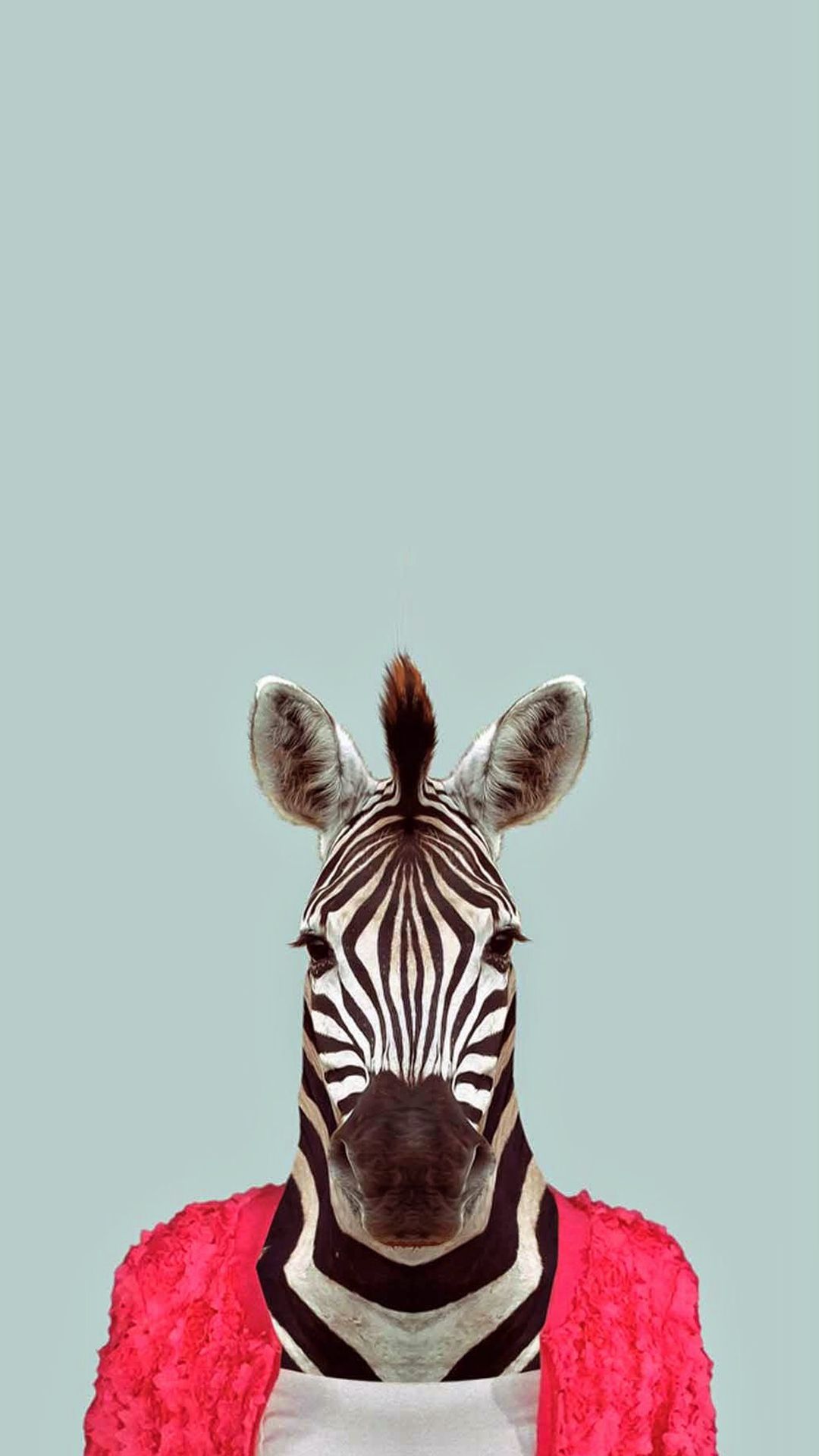 Funny Zebra Wallpapers Wallpaper Cave
